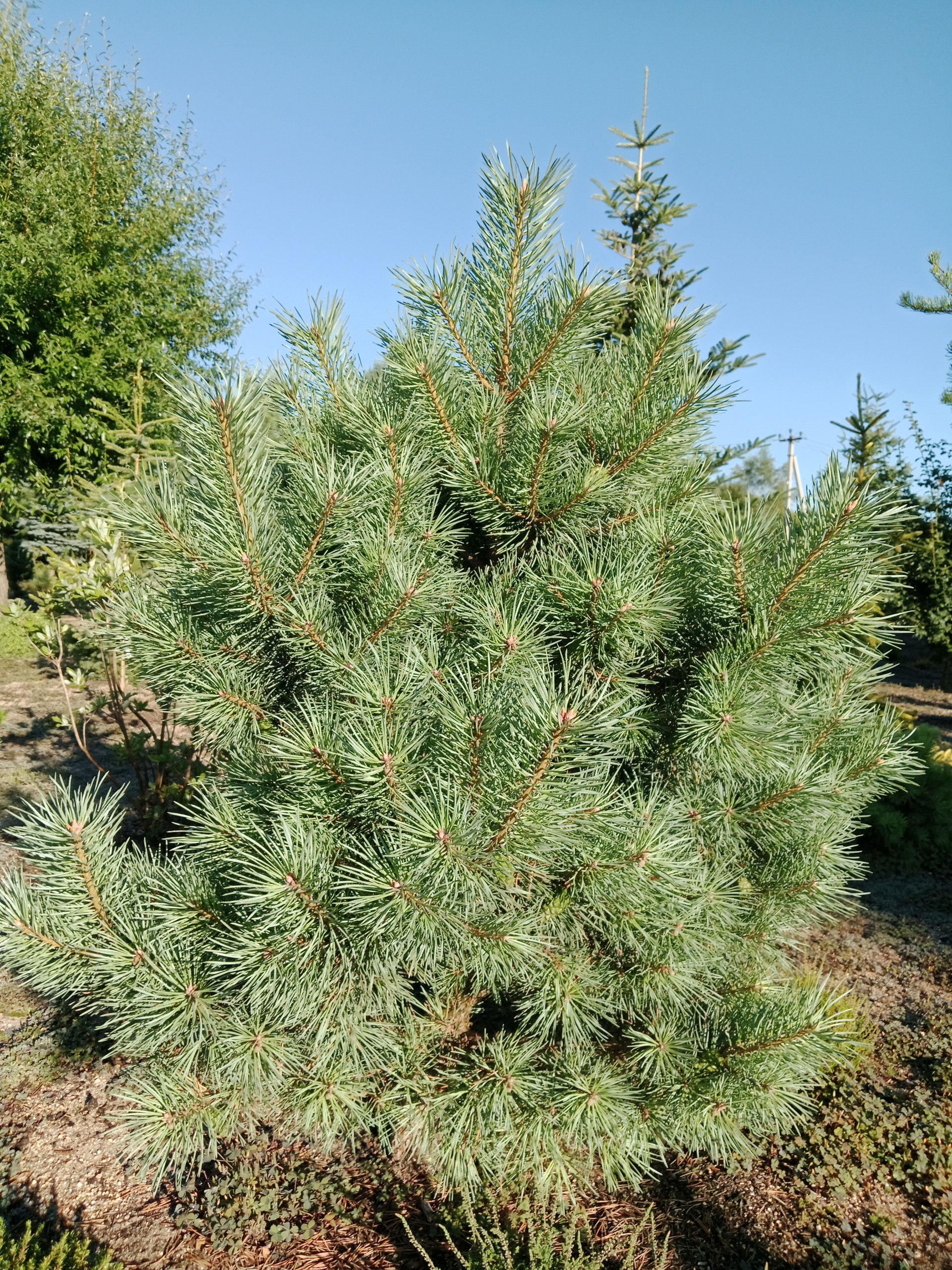 Pinus sylvestris 'Beuvronensis'