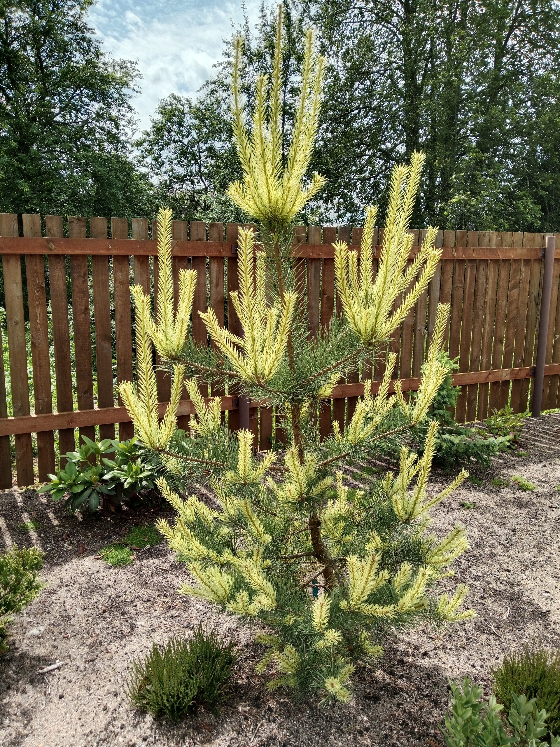 Pinus sylvestris 'Brentmoor Blond'