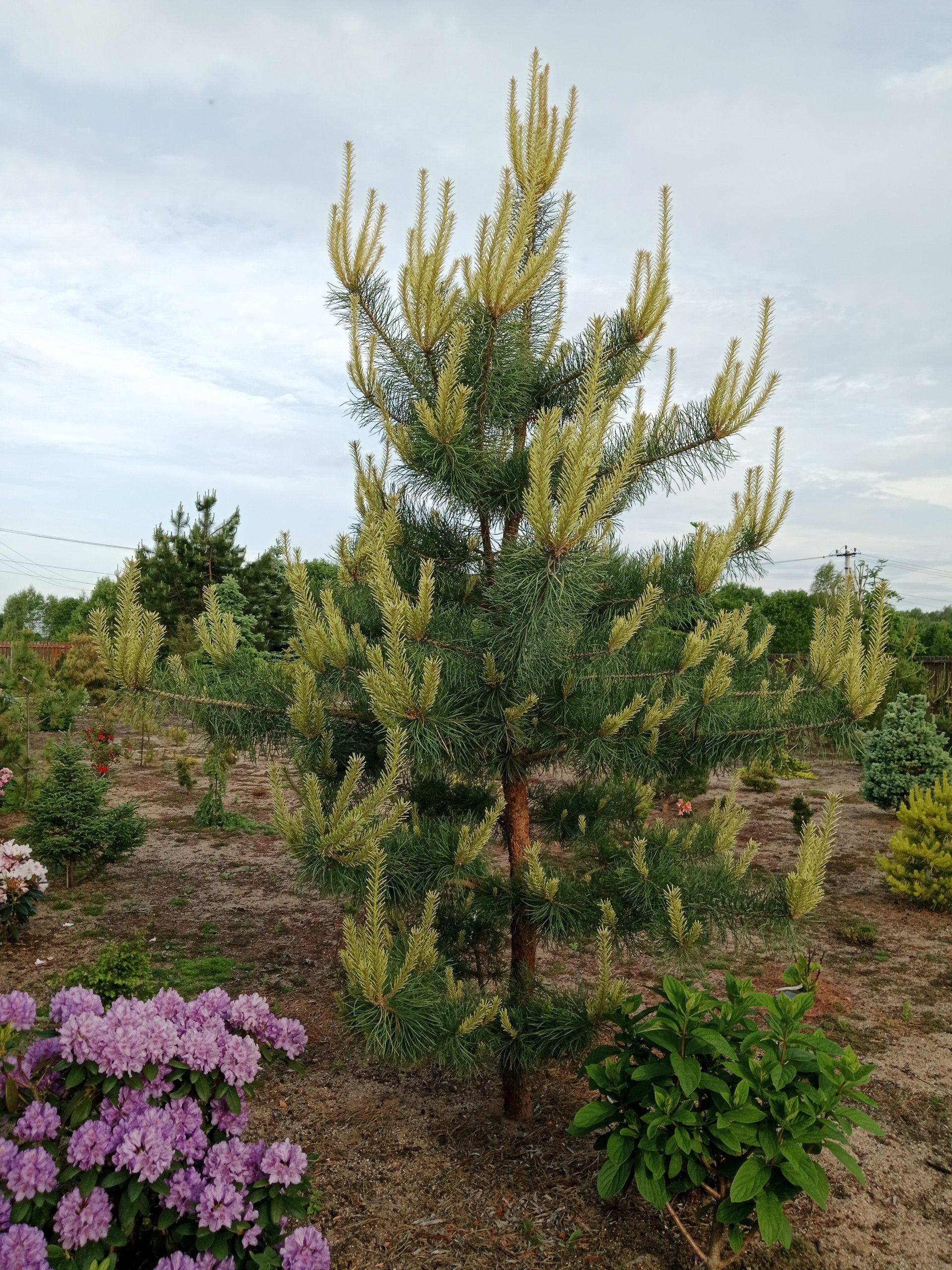 Pinus sylvestris 'Bialogon'