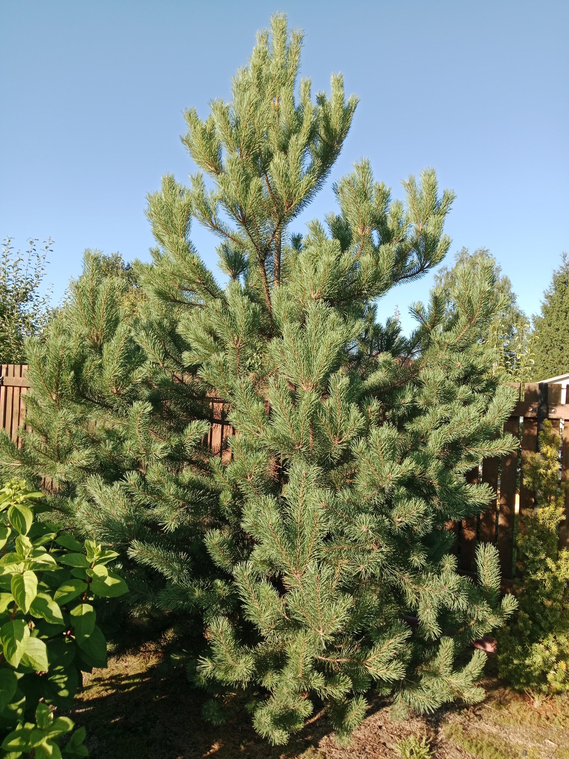 Pinus uncinata