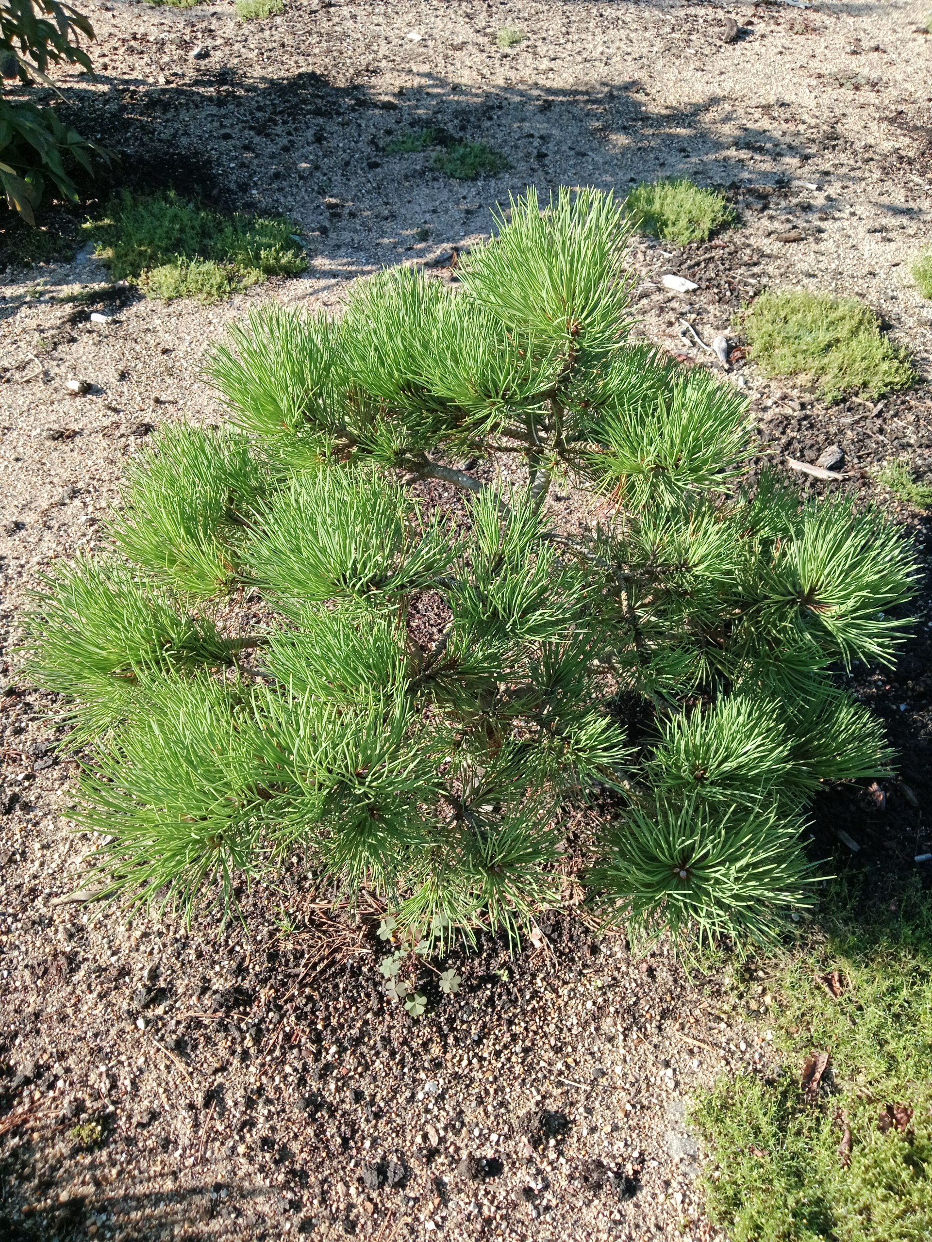 Pinus ponderosa WB SDL#2
