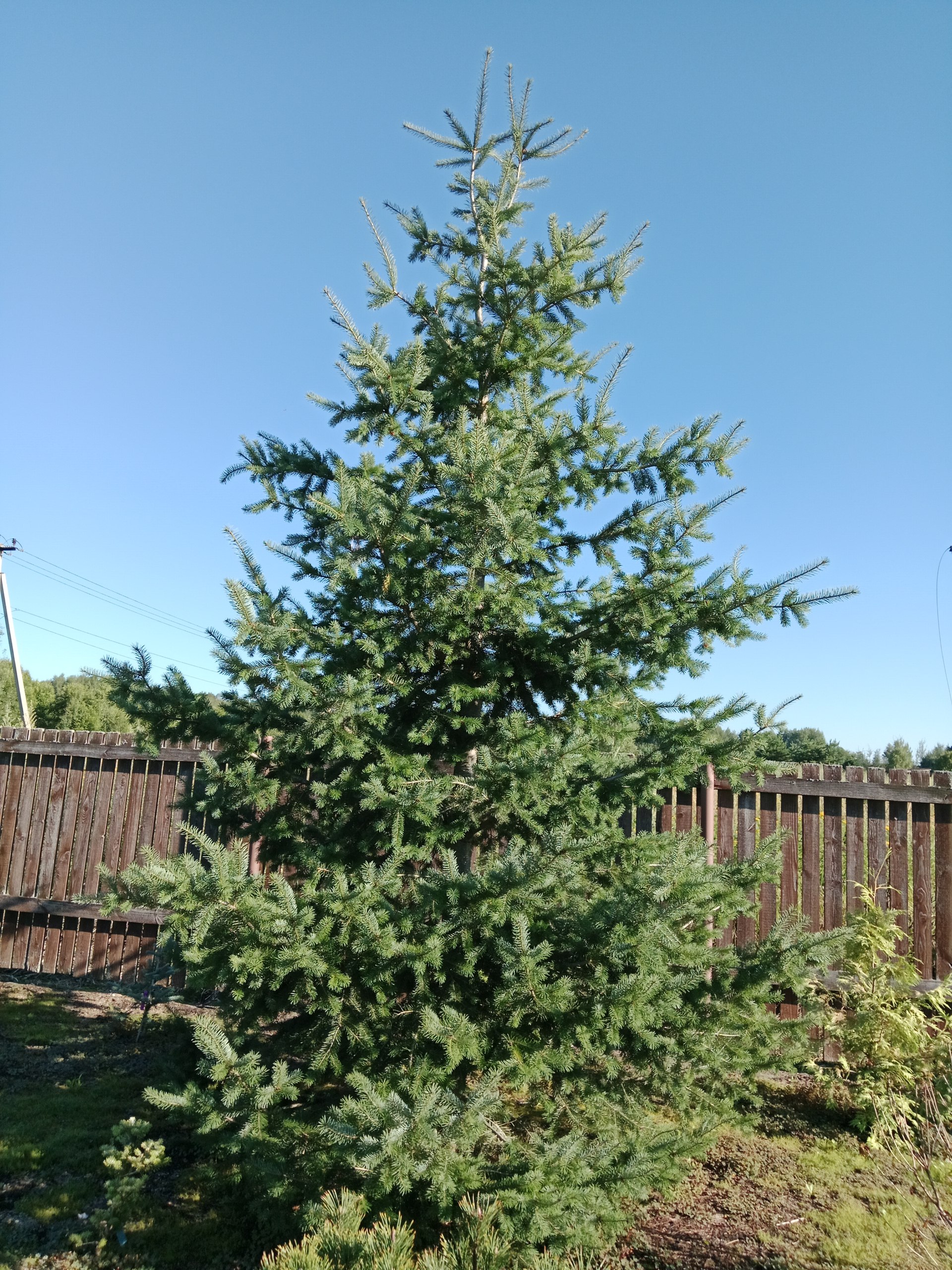 Pseudotsuga menziesii