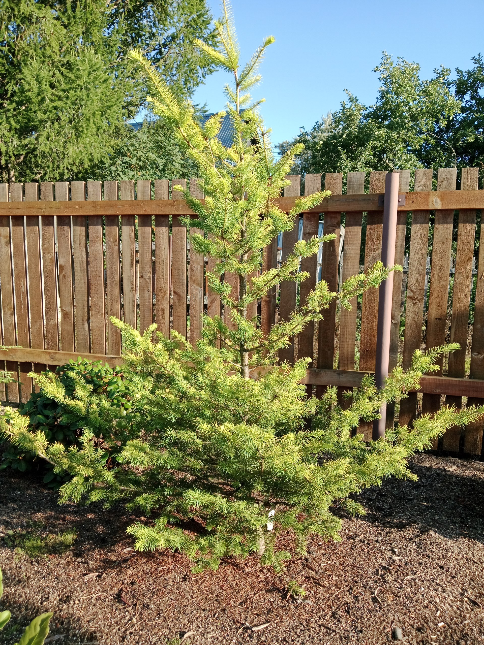 Pseudotsuga menziesii ’Seattle Mountain’