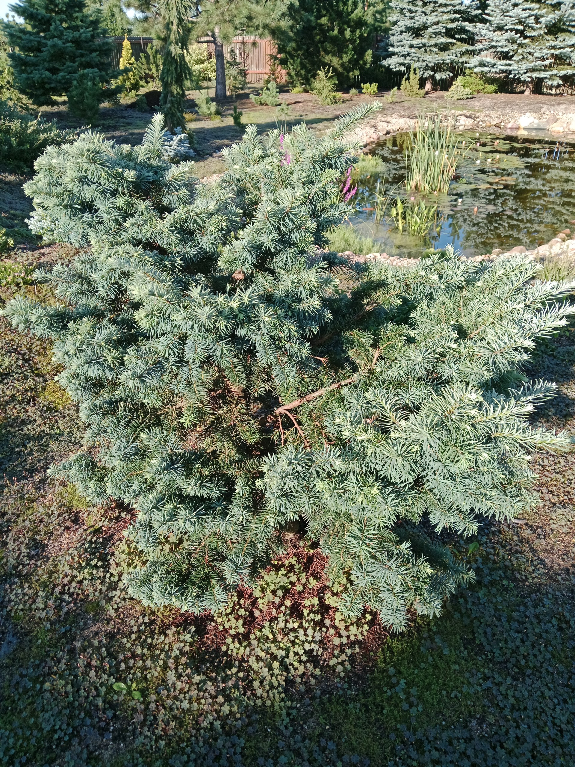 Pseudotsuga menziesii ’Fletcheri’