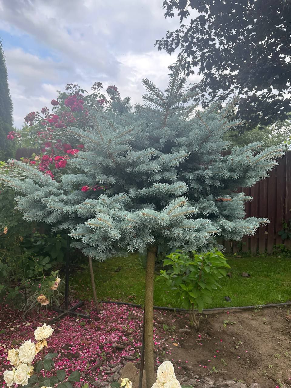 Picea pungens 'Glauca Globosa'
