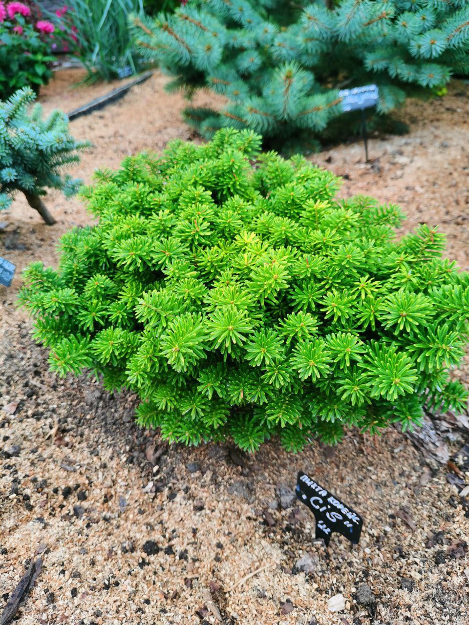 Abies koreana 'Cis'