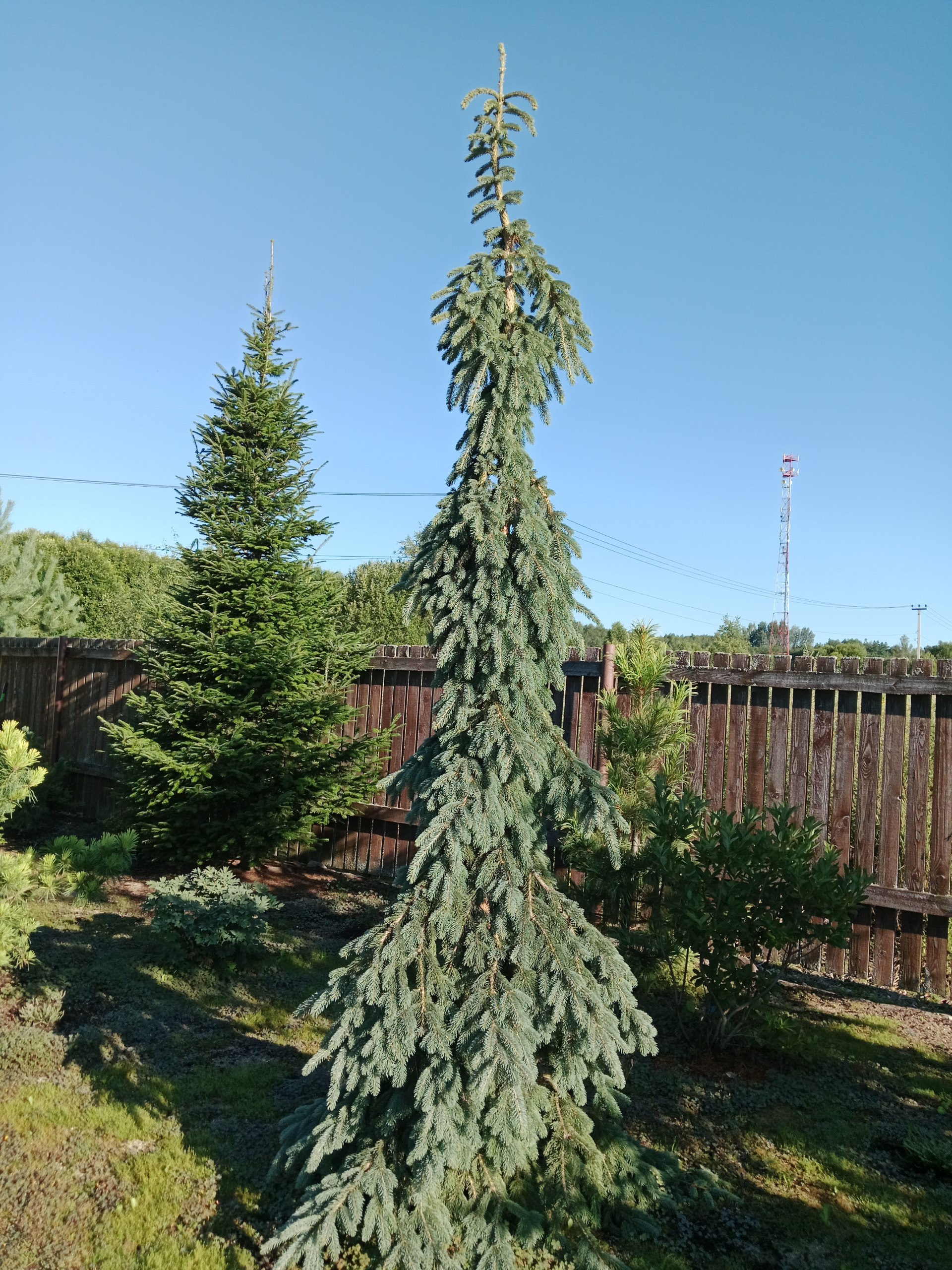 Picea glauca 'Pendula'