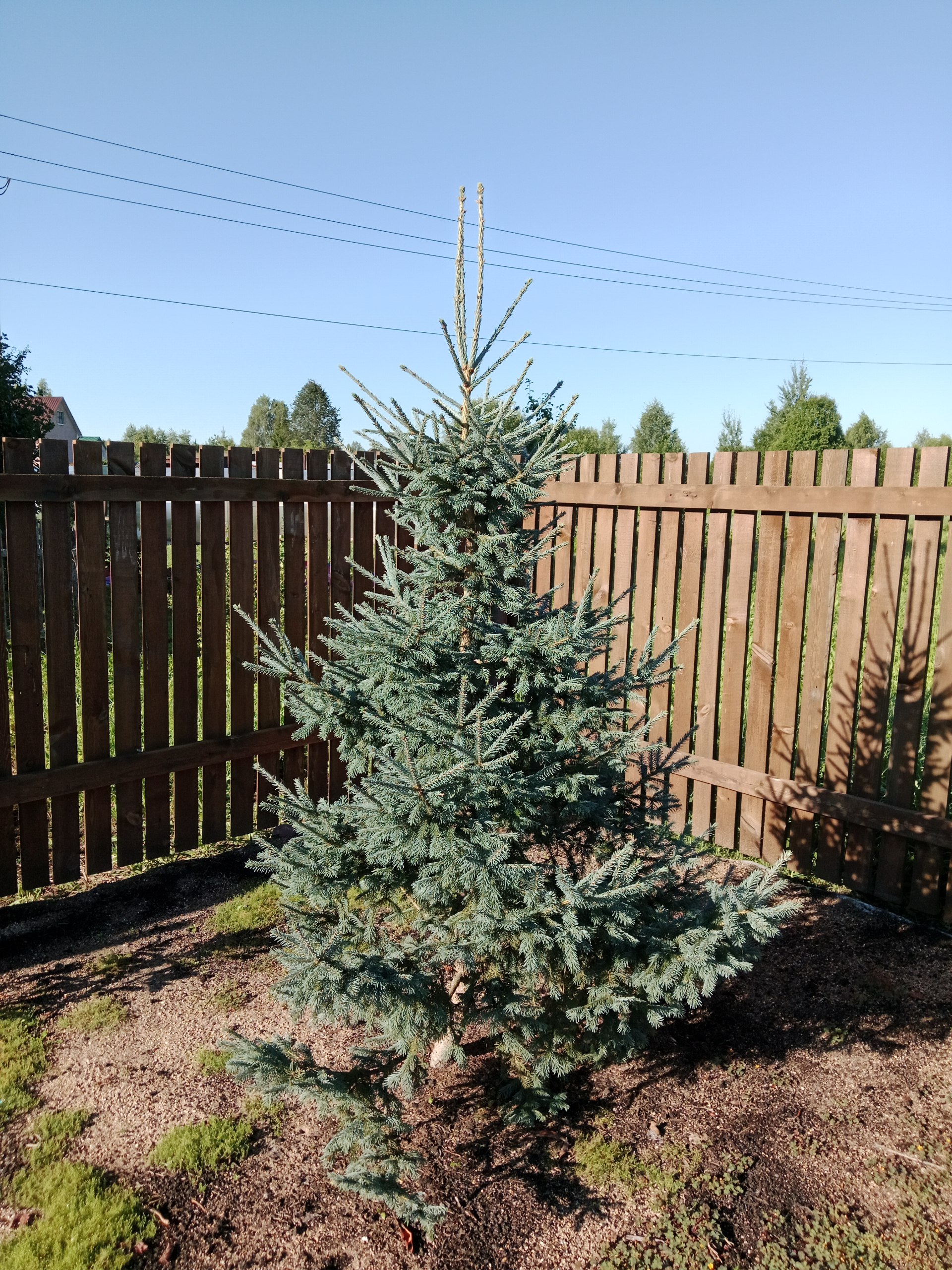 Picea obovata 'Glauca'