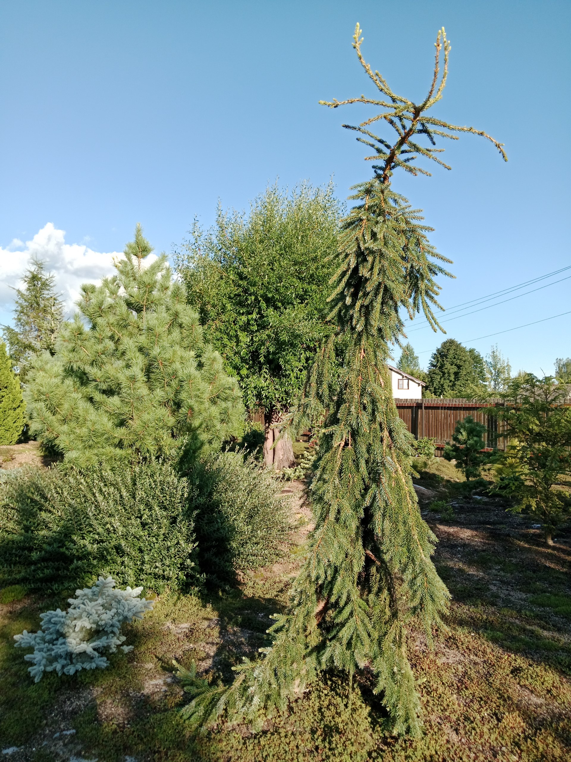 Picea omorika 'Pendula Bruns'