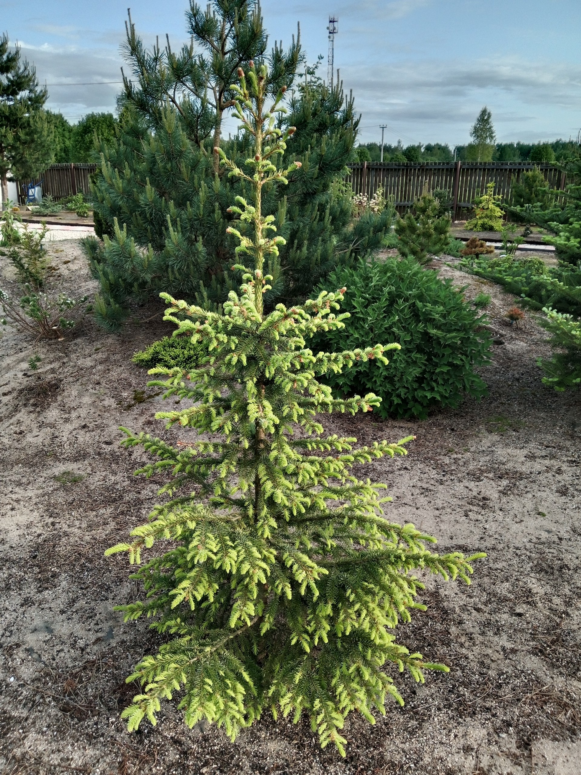 Picea omorika 'Golden Rain'