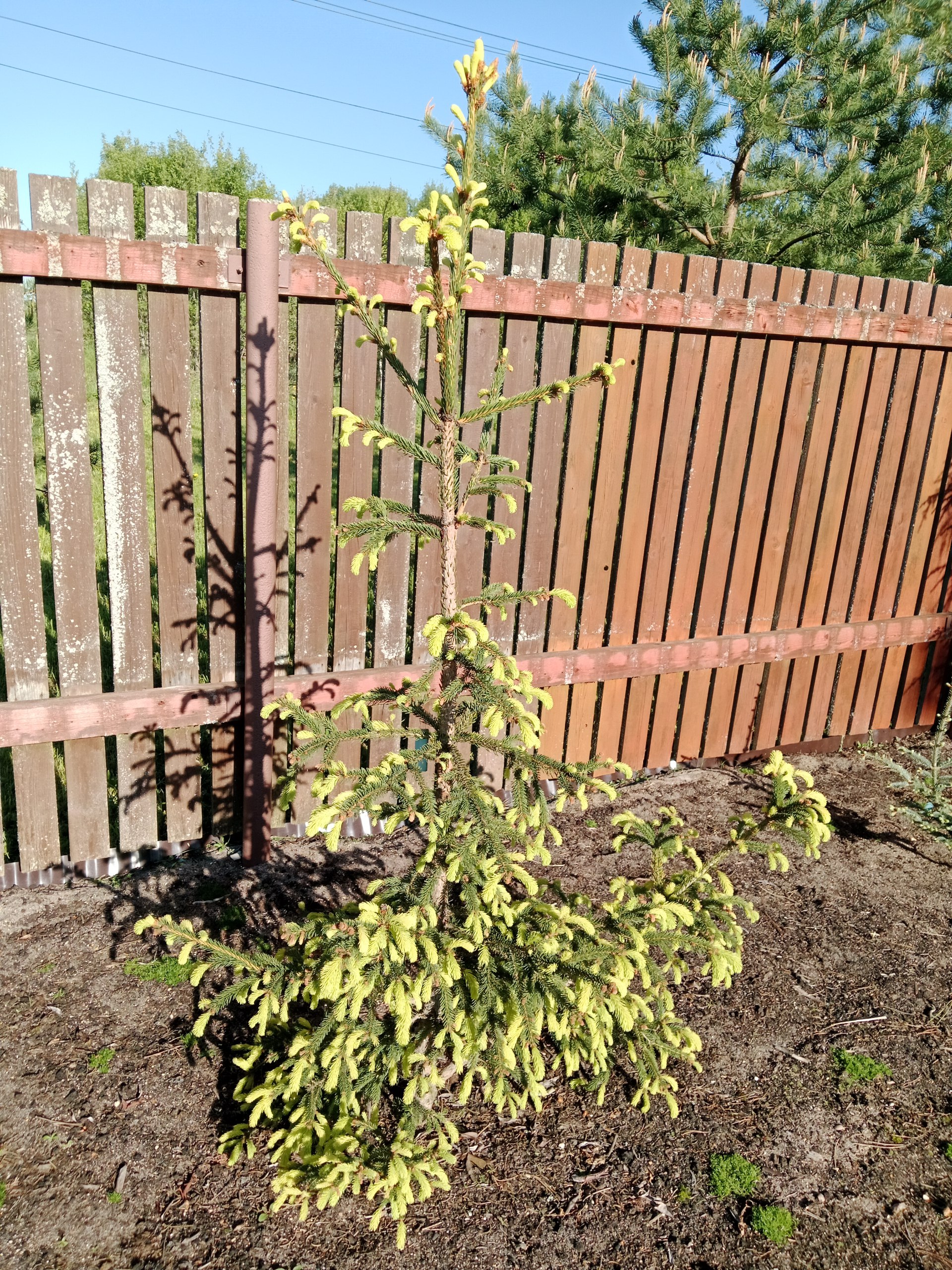 Picea koyamai 'Albospica'