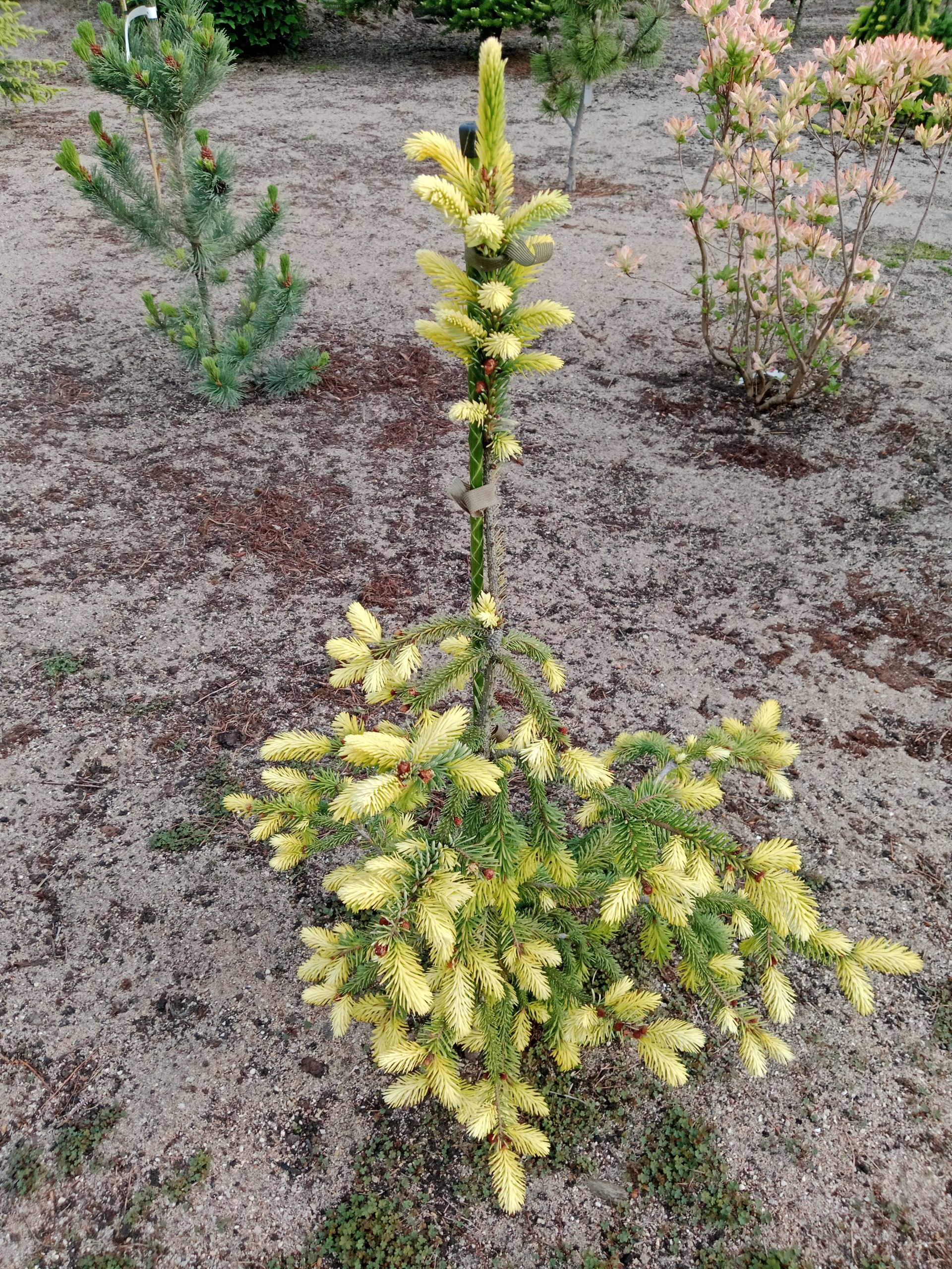 Picea omorika 'Filip's Spring Sensation'