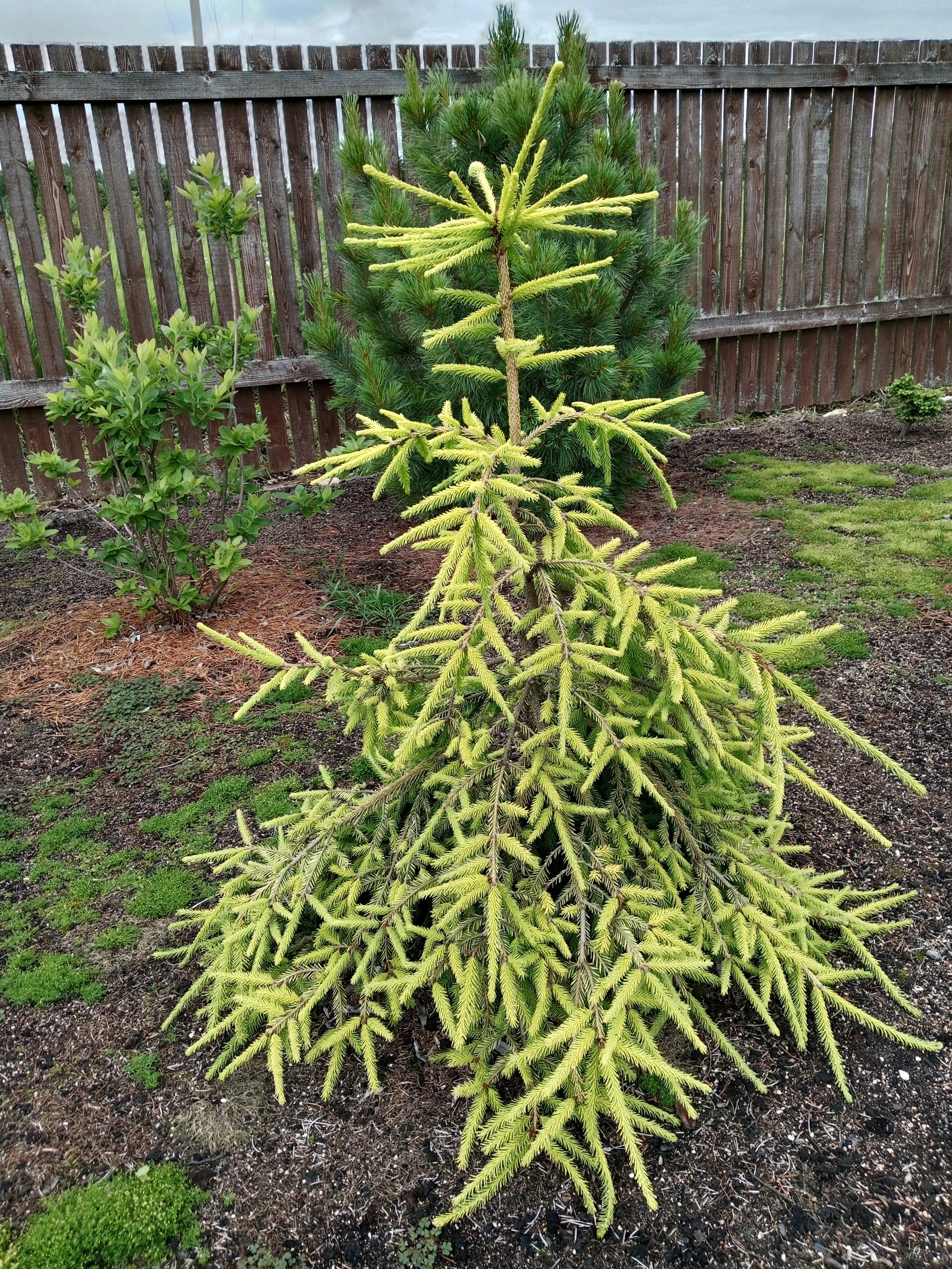 Picea abies 'Anita's Golden Cloak'
