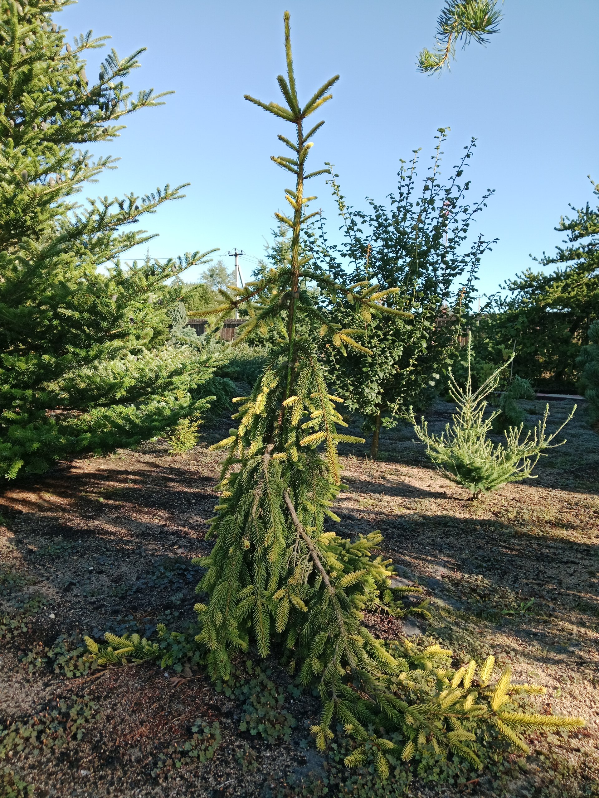 Picea abies 'Gold Drift'