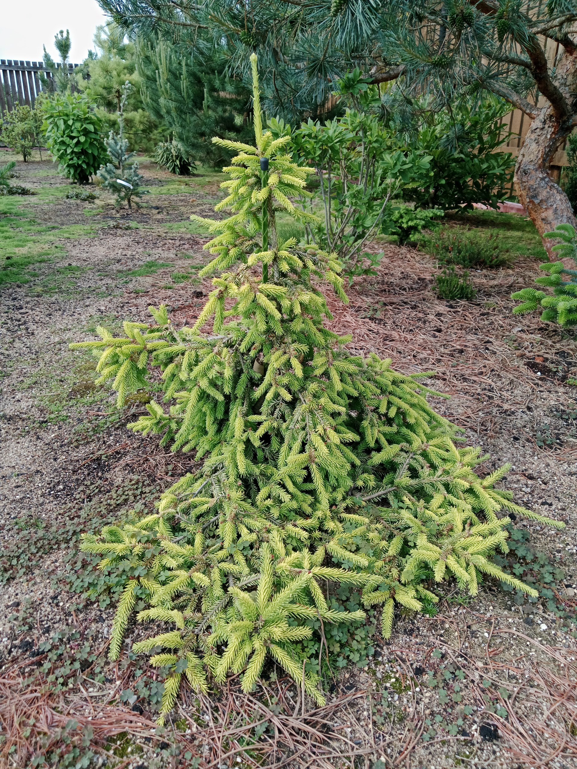 Picea abies 'Honey Pot'