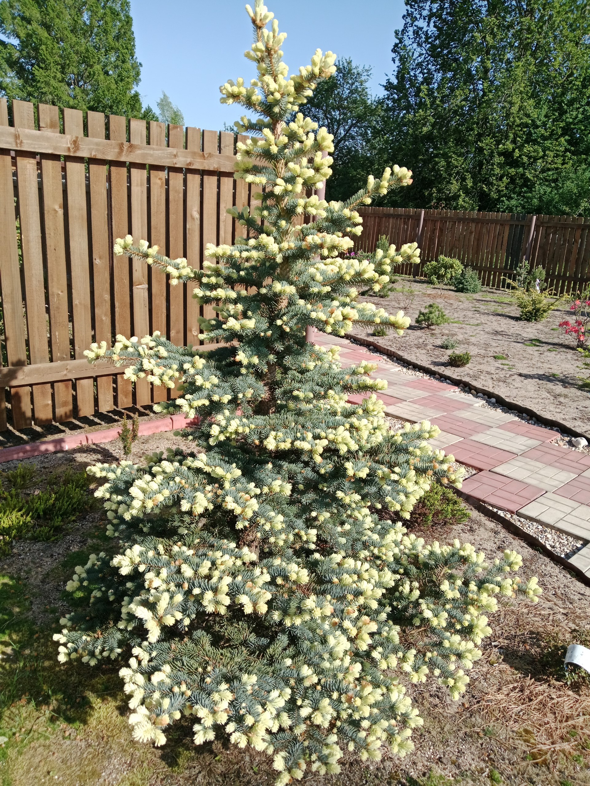 Picea pungens 'Niemetz'