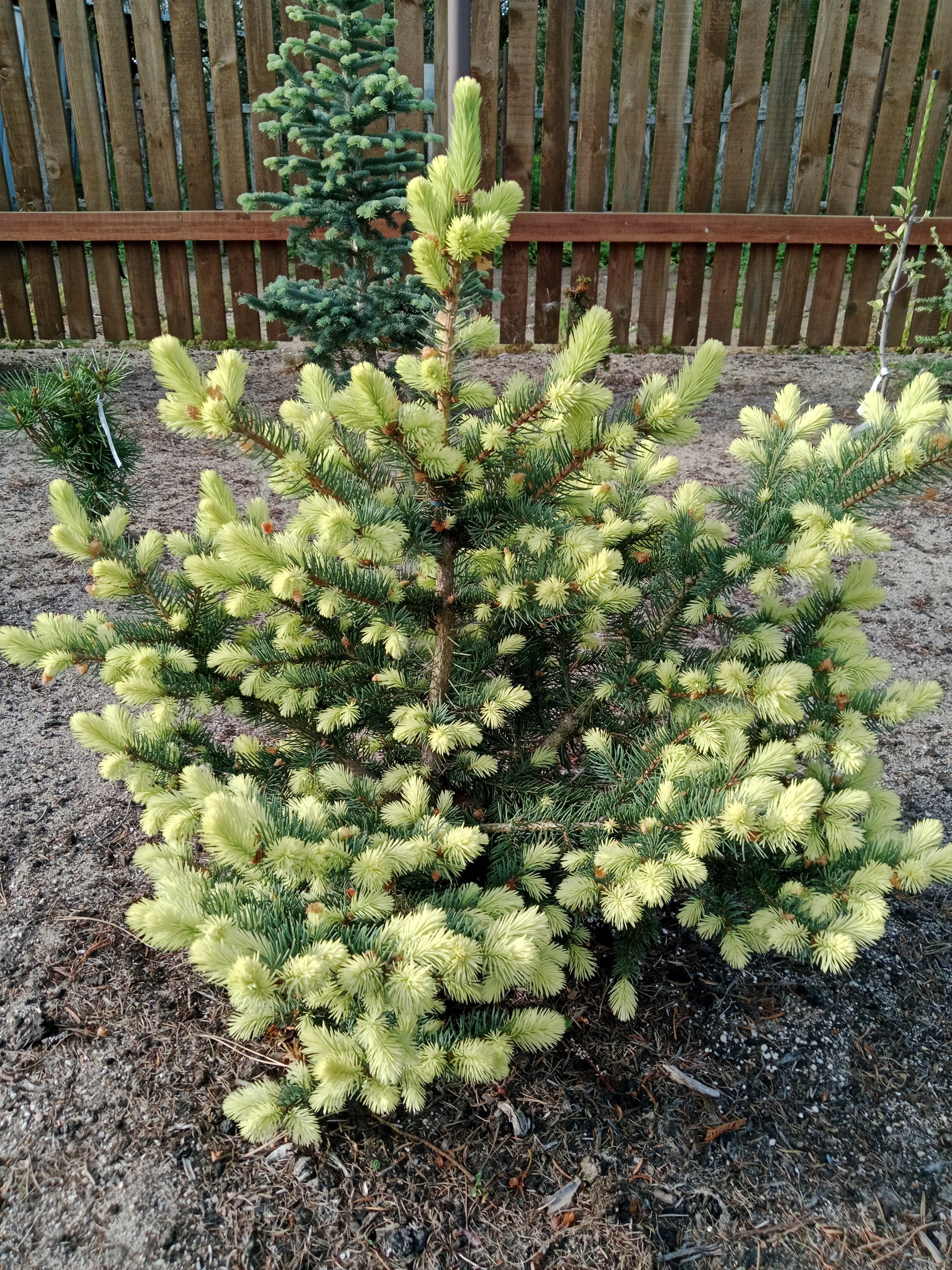 Picea pungens 'Gebelles Golden Spring'