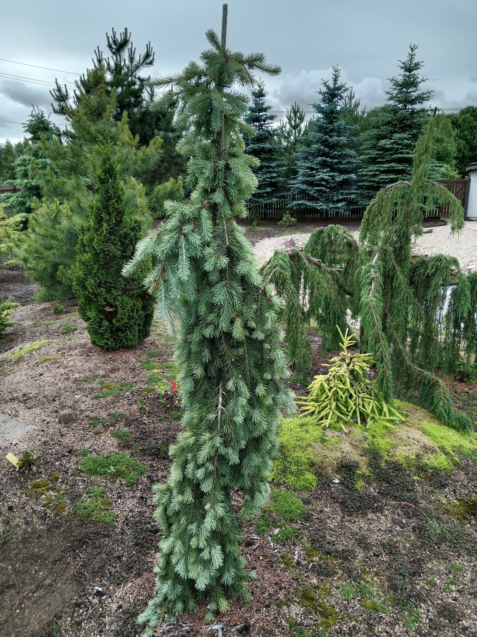 Pseudotsuga menziesii 'Glauca Pendula'