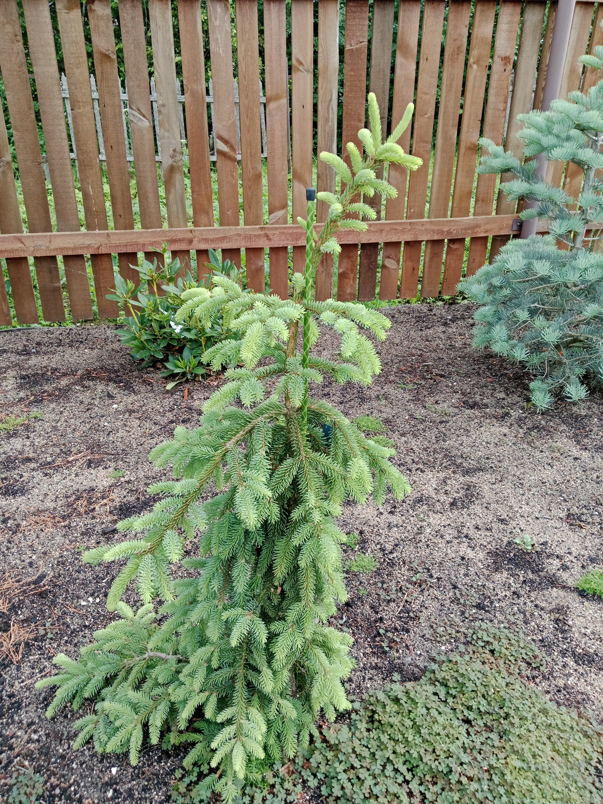 Picea koyamai 'Bedgebury Cascade'