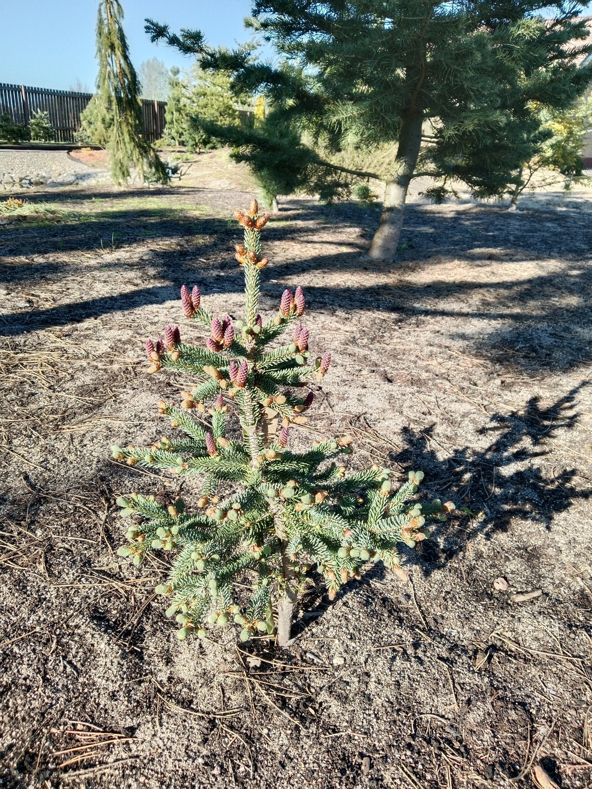 Picea glauca 'Coerulea'