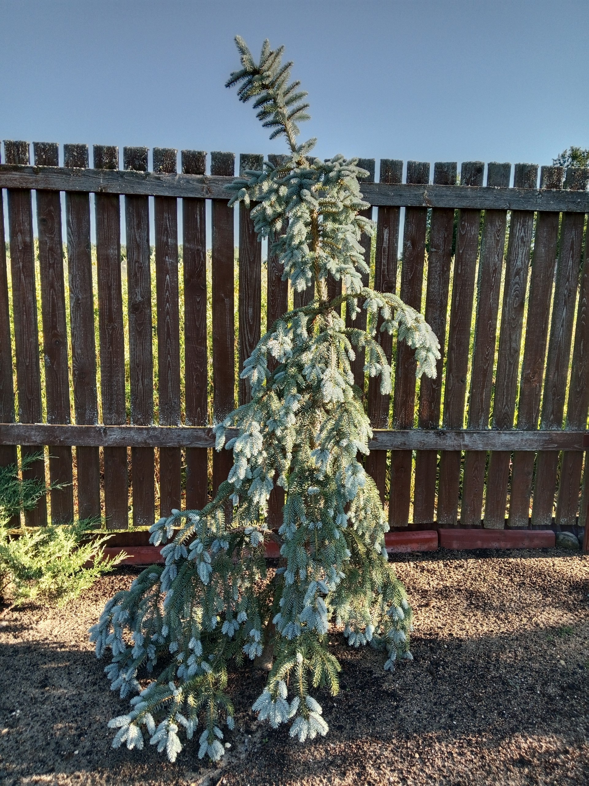 Picea pungens 'The Blues'