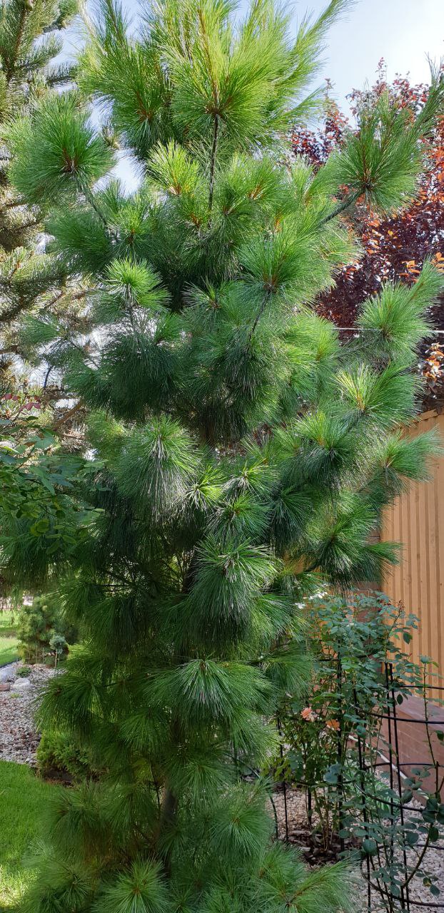 Pinus schwerinii ‘Wiethorst’