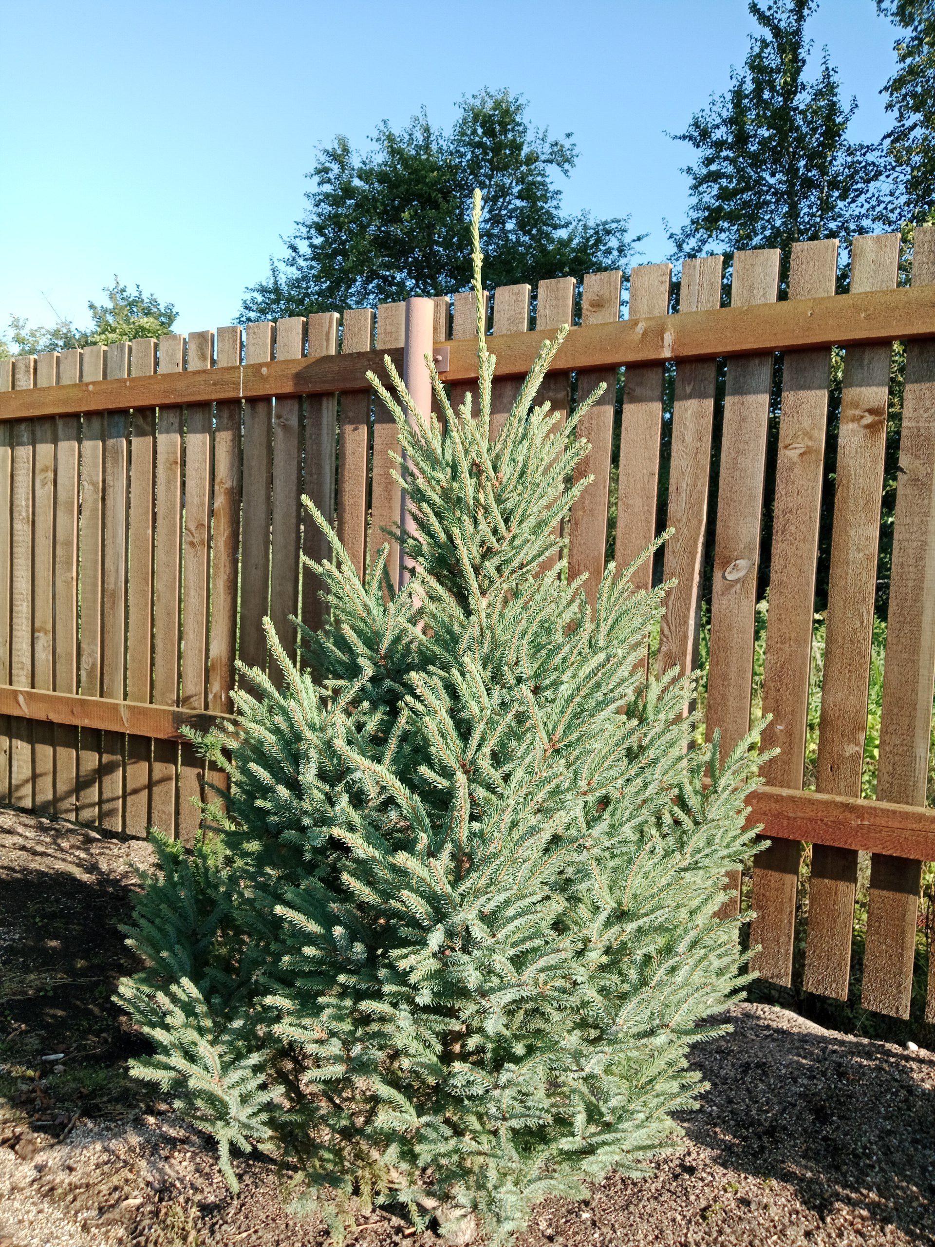 Picea mariana 'Doumetii'