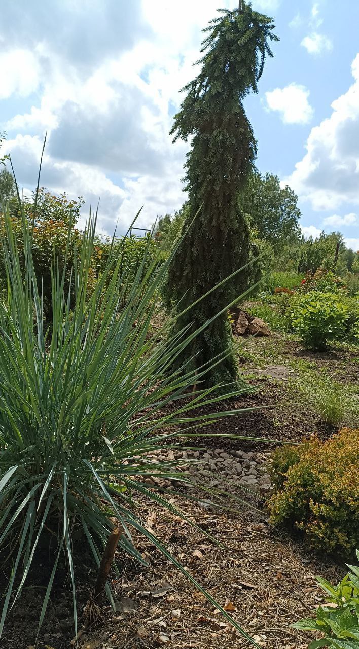 Picea omorika 'Pendula Bruns'