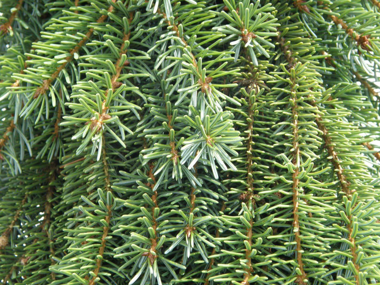 Picea omorika 'Pendula Bruns'