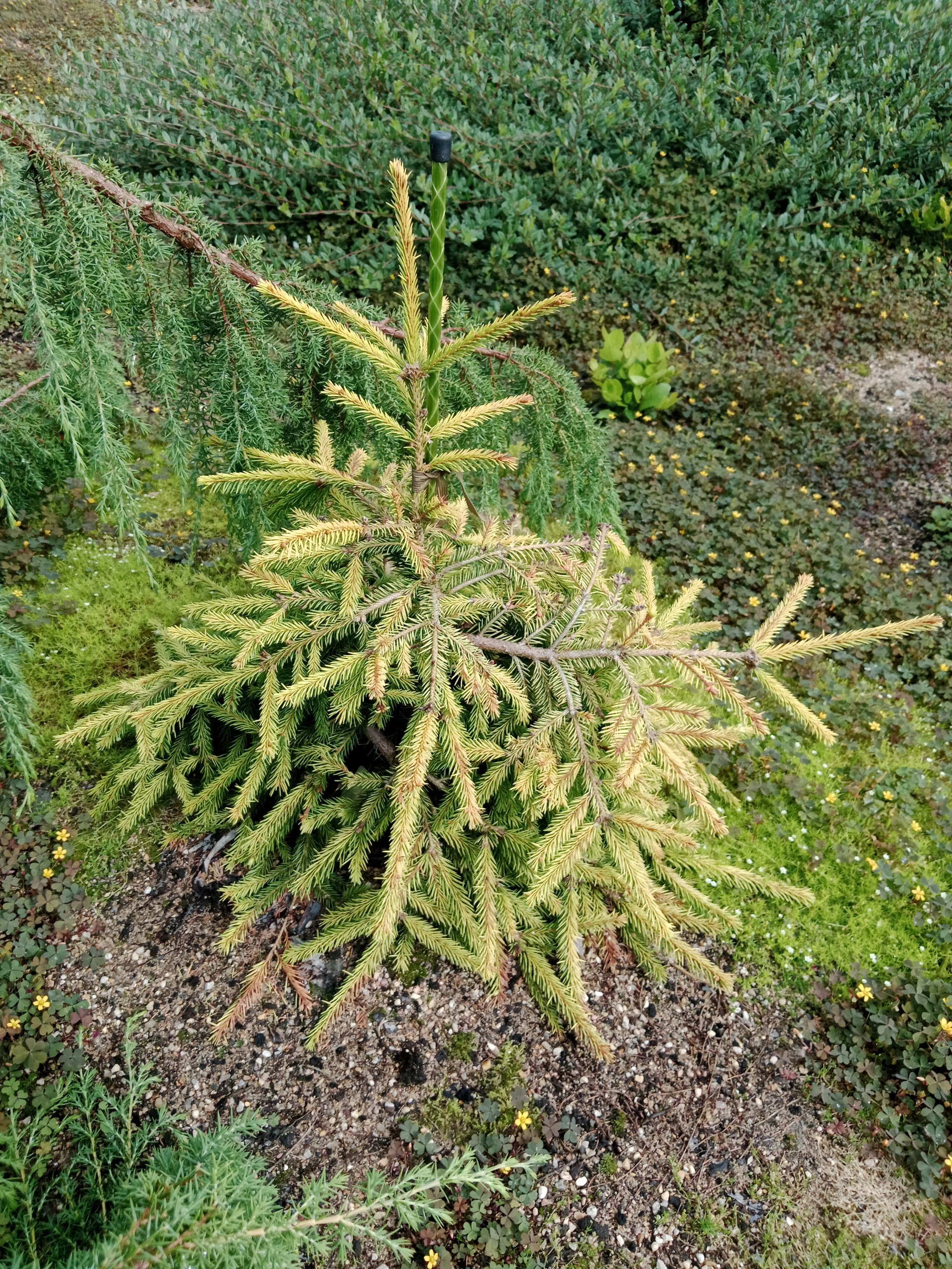 Picea abies 'Lemon Drop'
