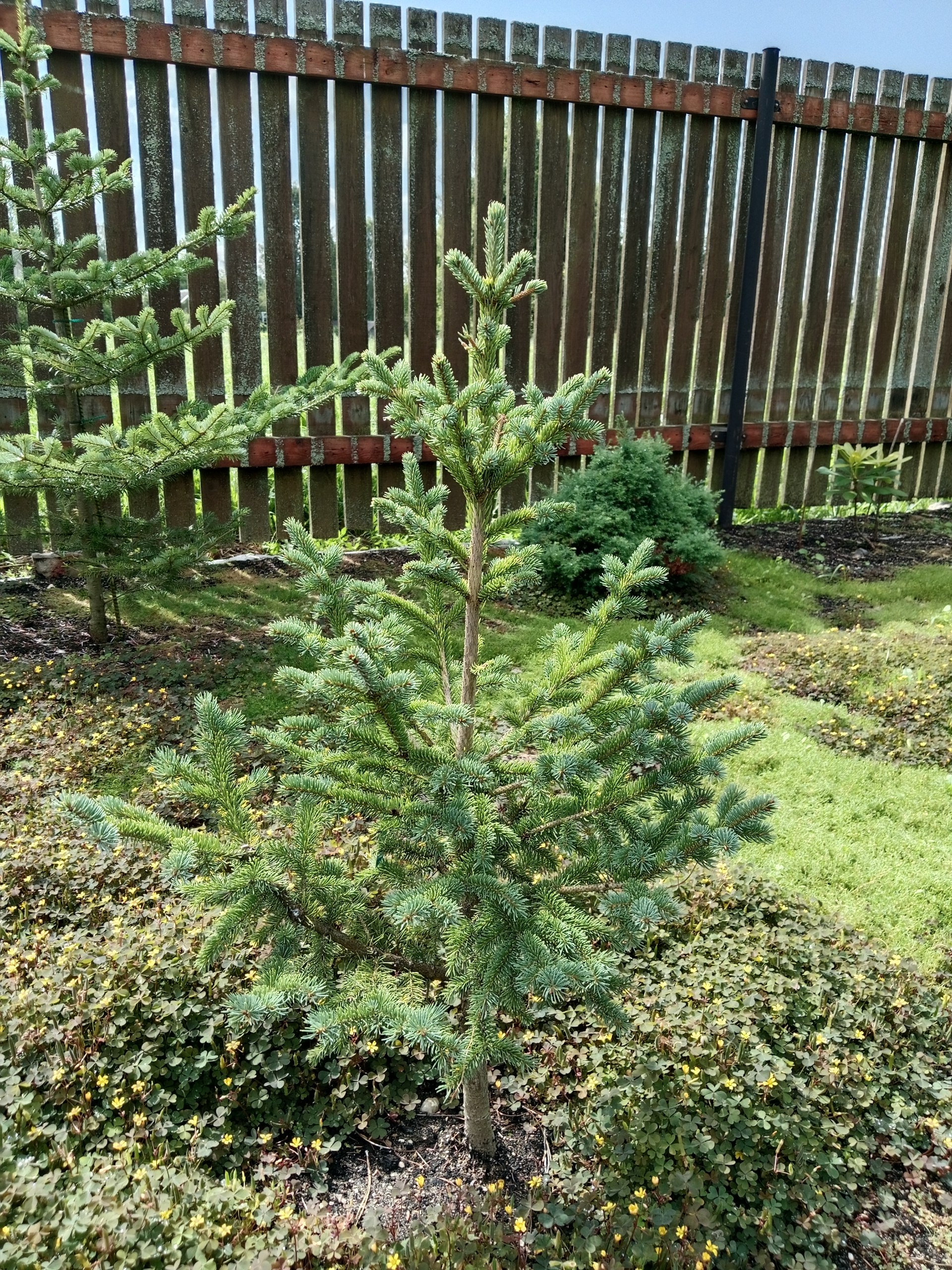 Picea glauca 'Gee's Pillar'