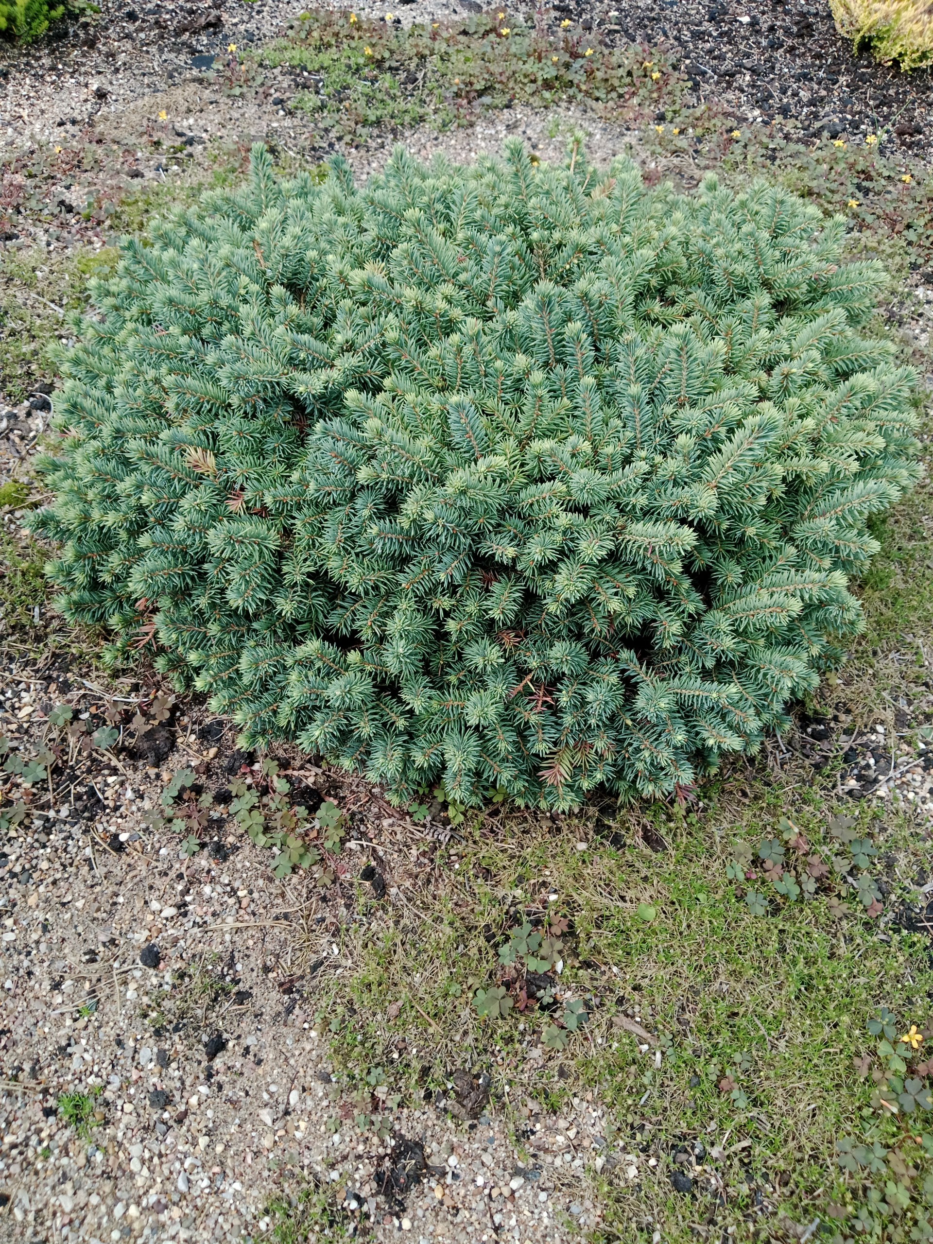 Picea pungens 'Kosno'