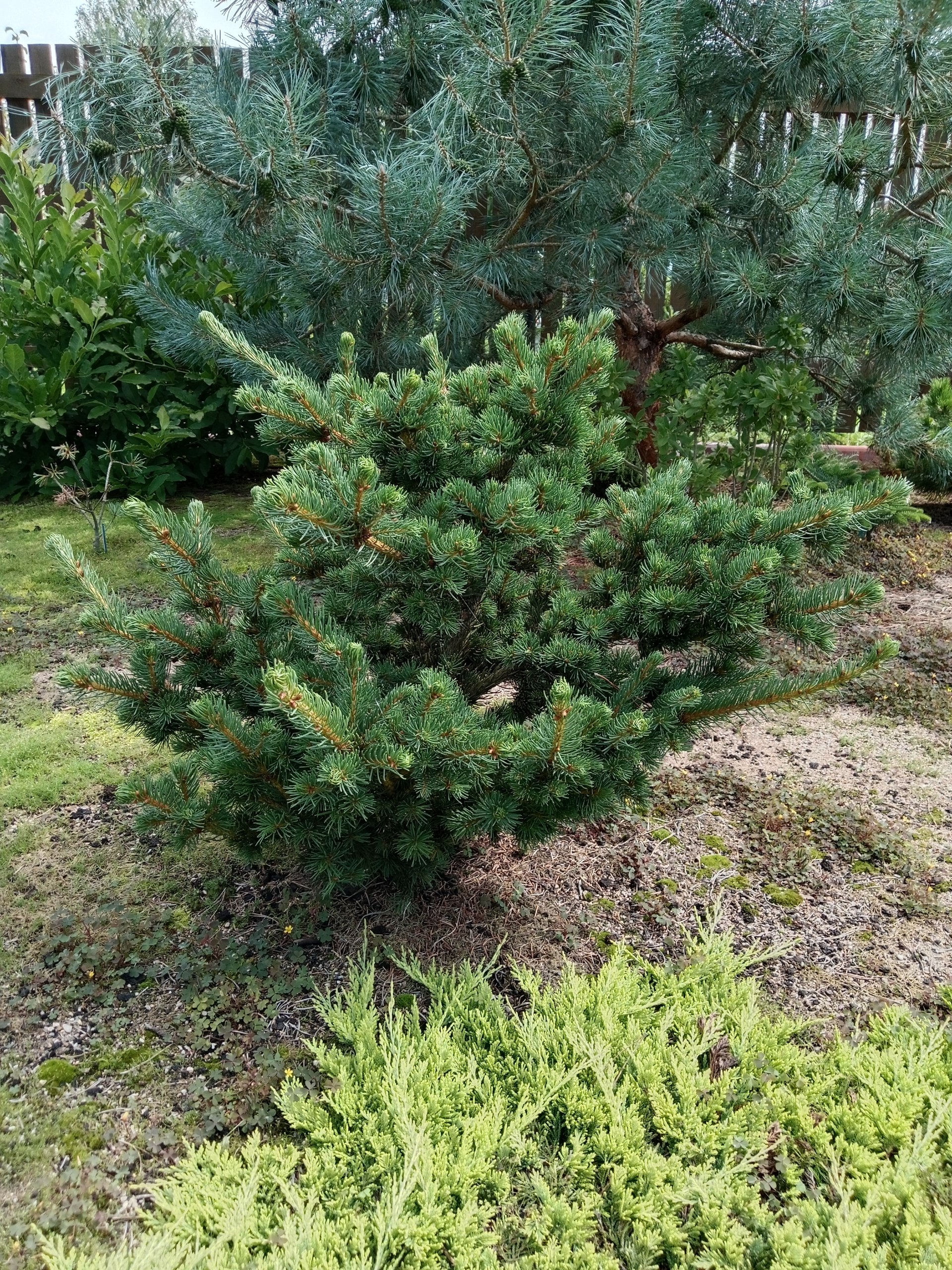 Picea pungens 'Lucky Strike'