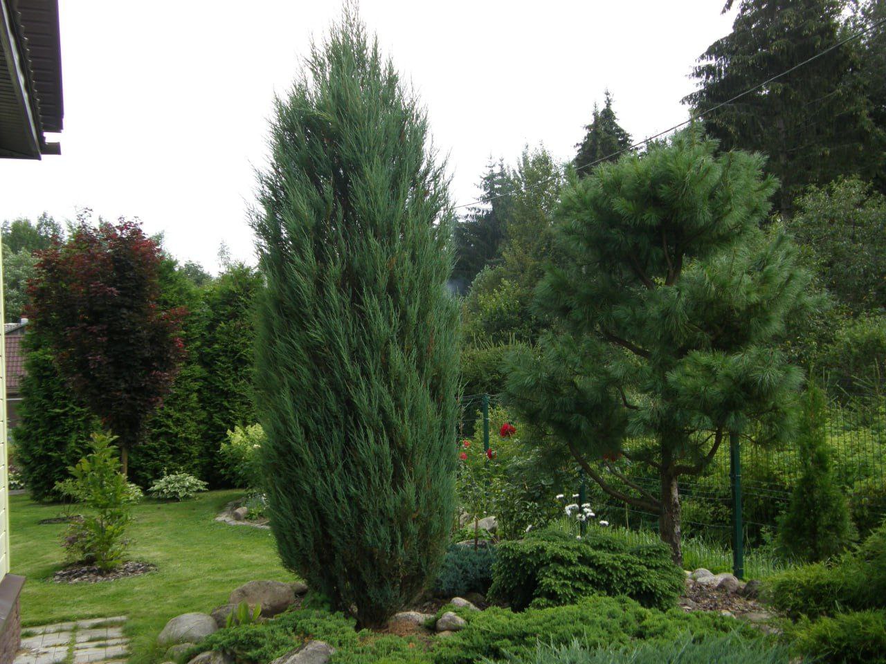 Juniperus scopulorum 'Blue Arrow'