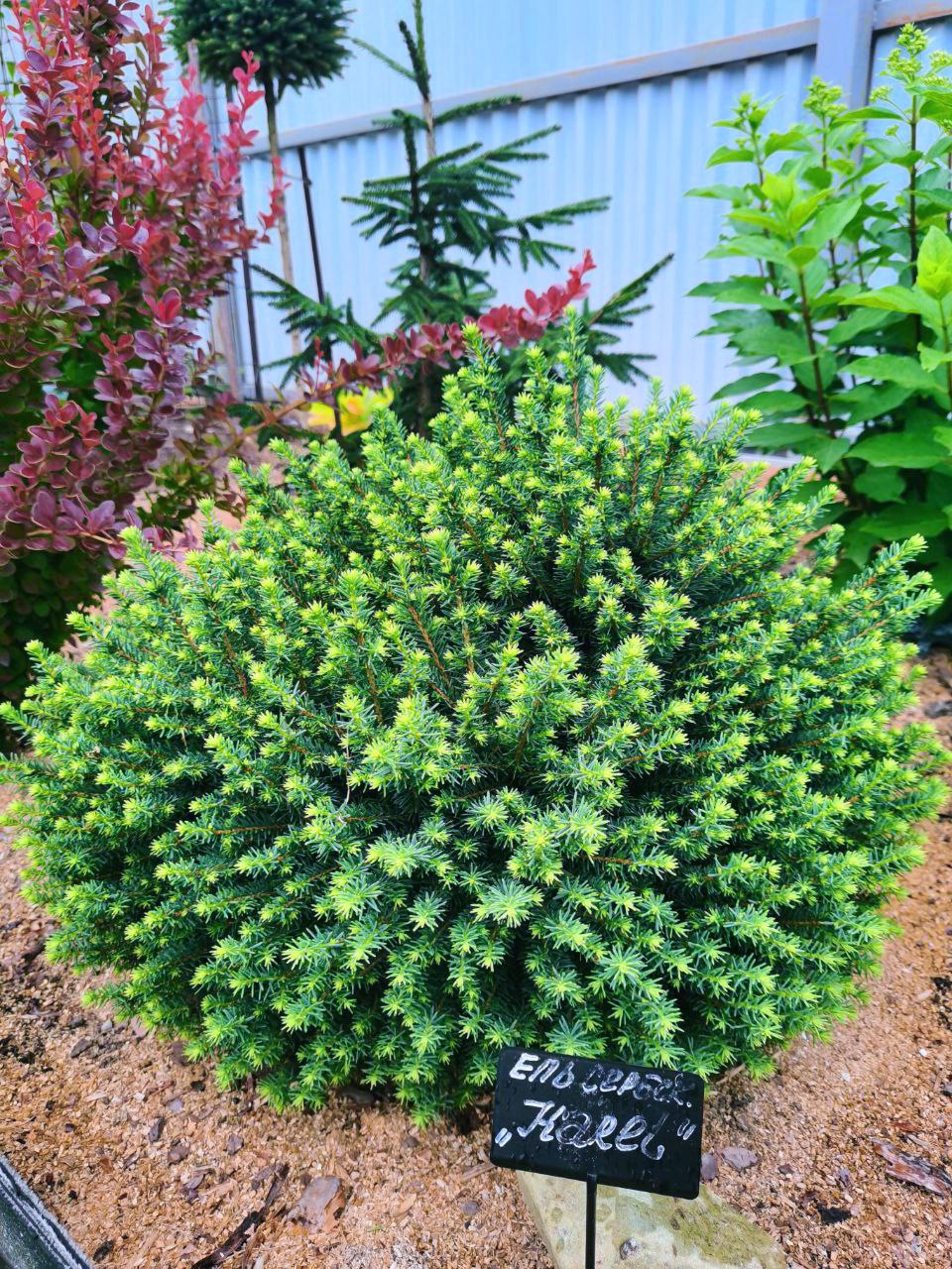 Picea omorika 'Karel'