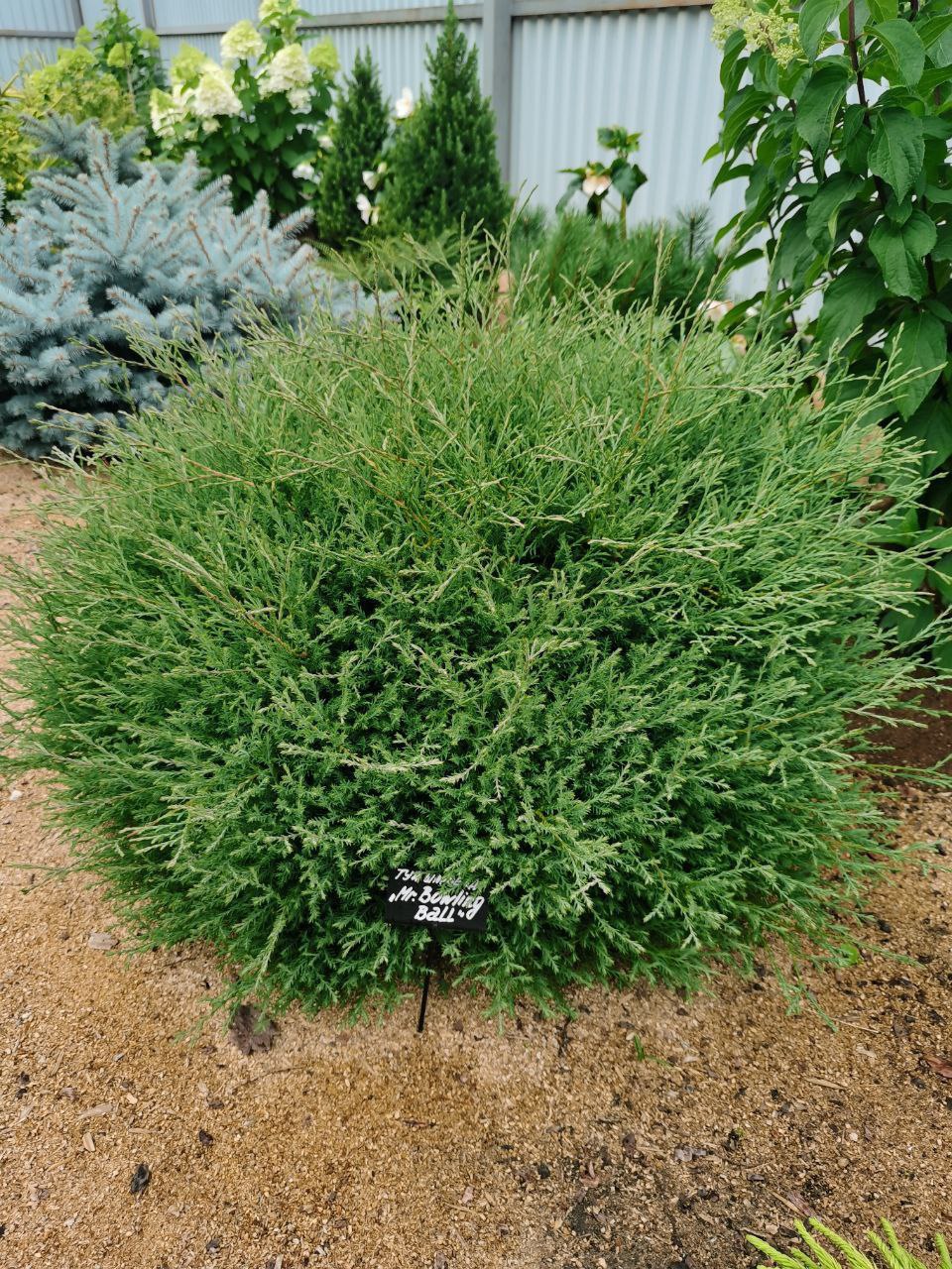 Thuja occidentalis 'Mr Bowling Ball'