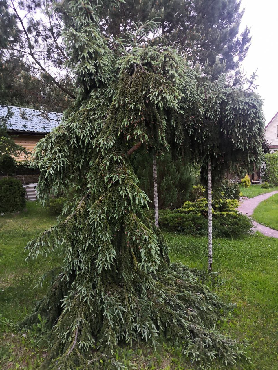Picea omorika 'Pendula'