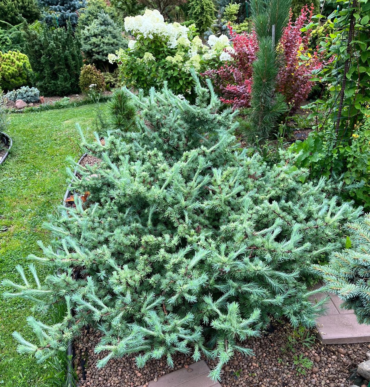 Larix kaempferi ‘Wolterdingen’
