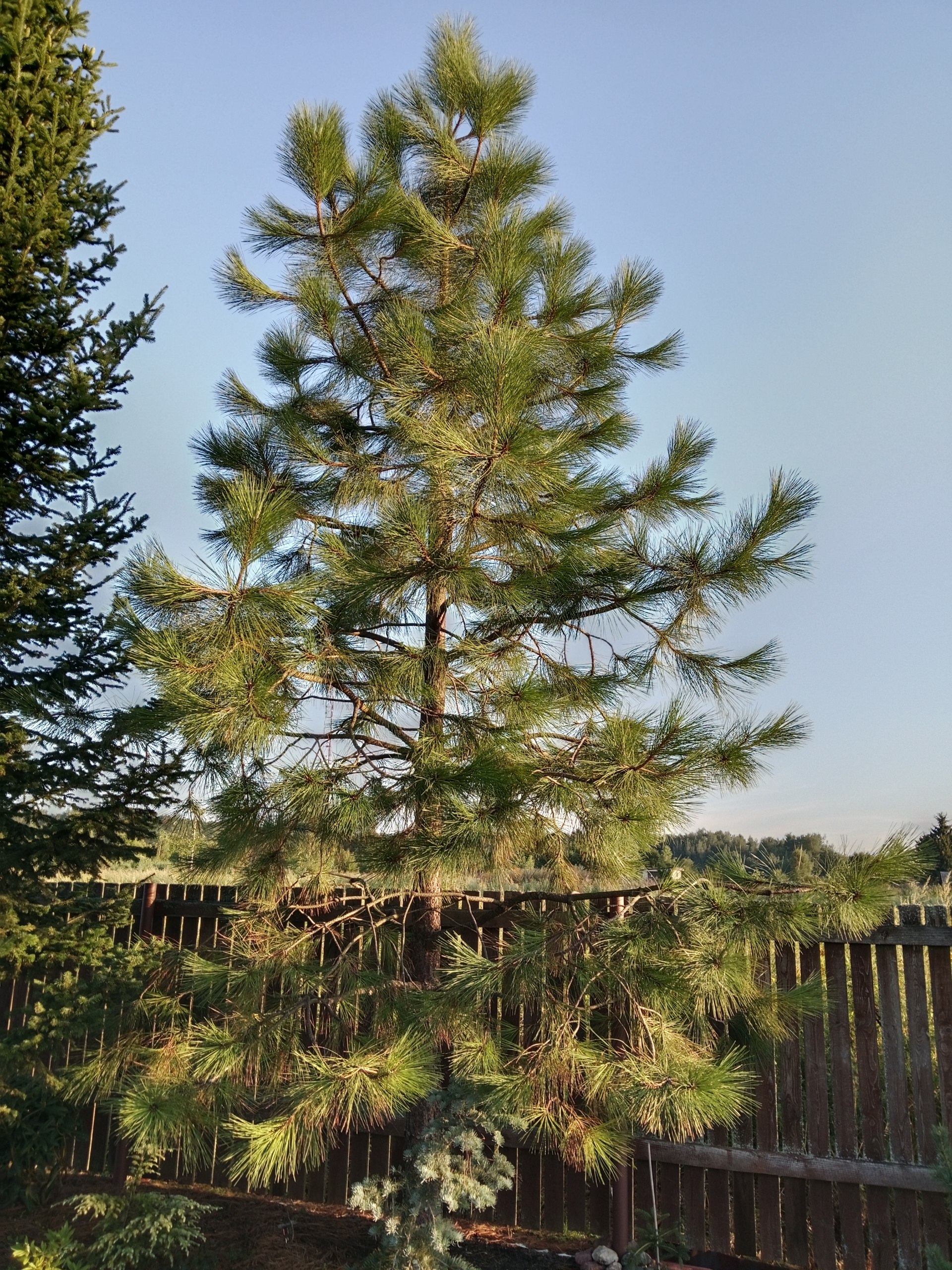 Pinus ponderosa