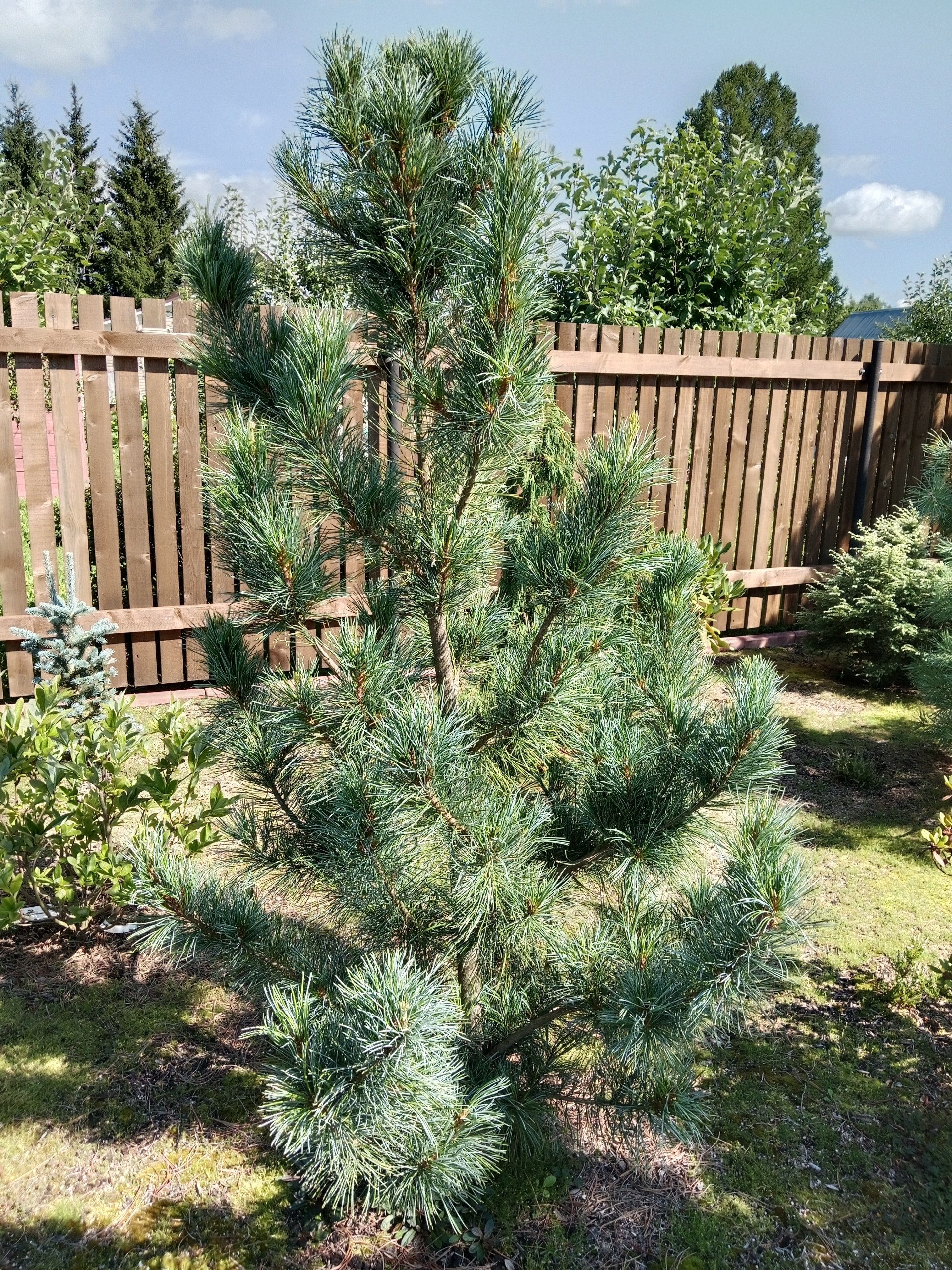 Pinus koraiensis 'Silveray'