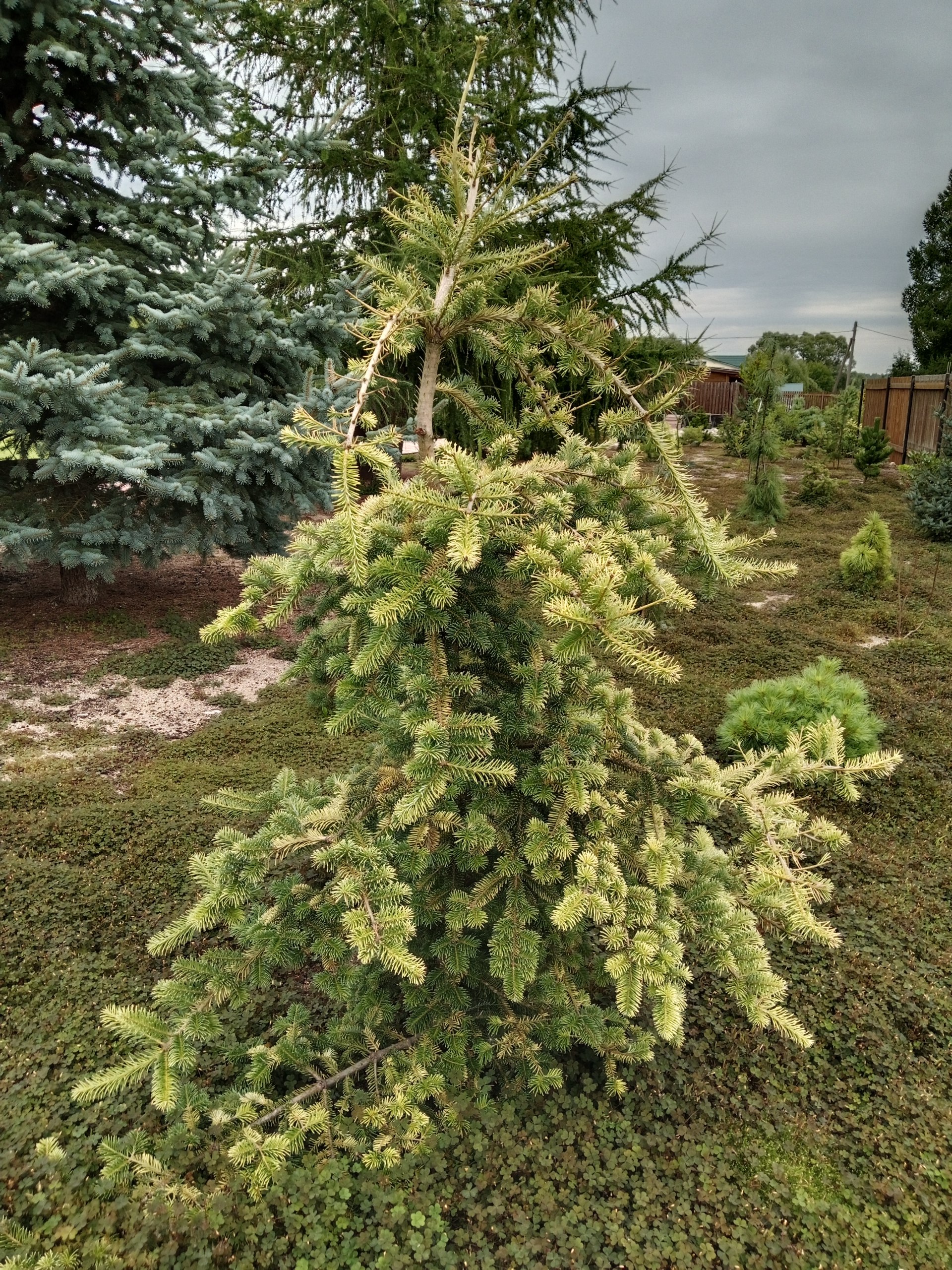 Abies balsamea 'Bruce`s Variegated'