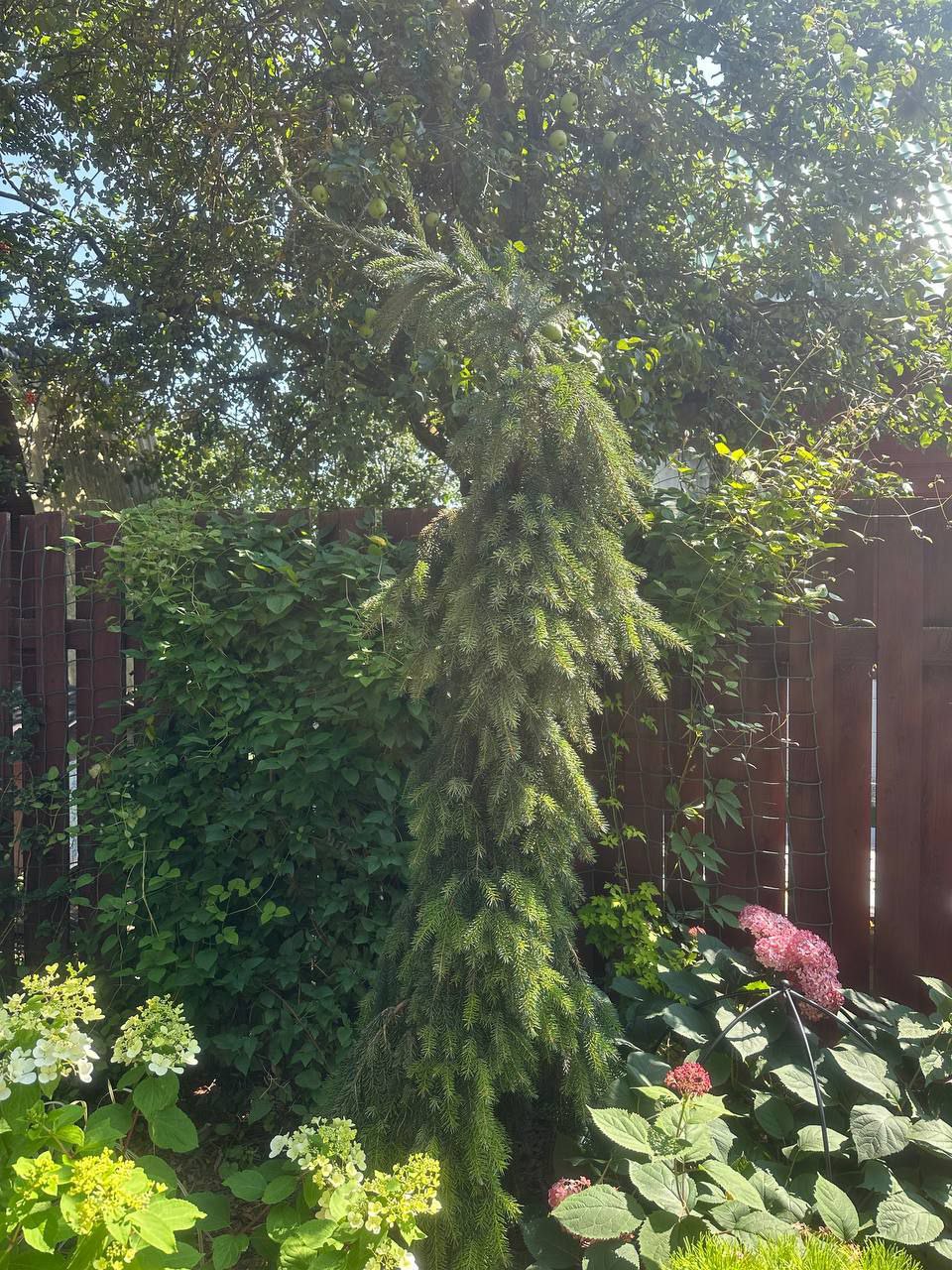 Picea omorika 'Pendula Bruns'