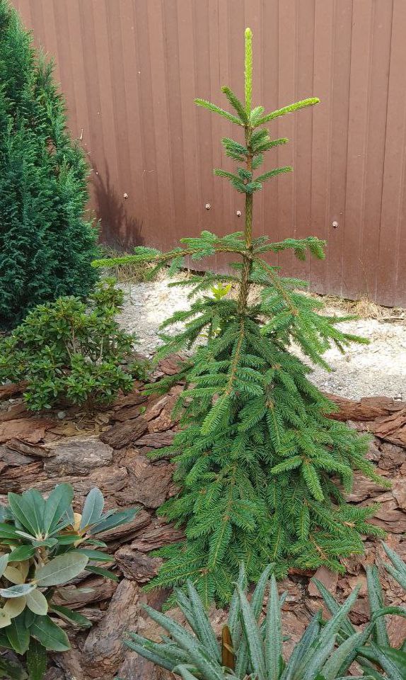 Picea koyamai 'Bedgebury Cascade'