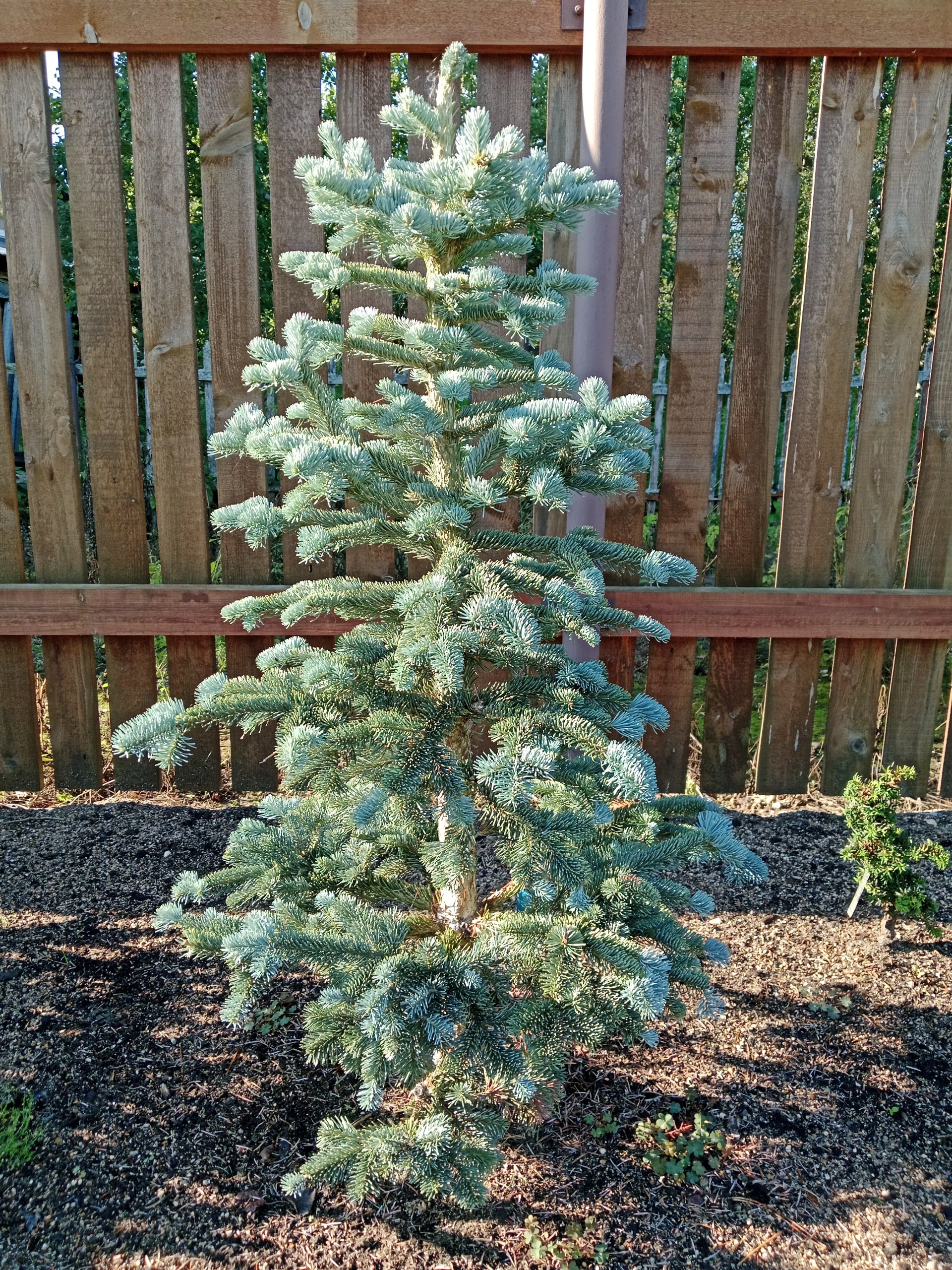 Abies lasiocarpa 'Argentea'