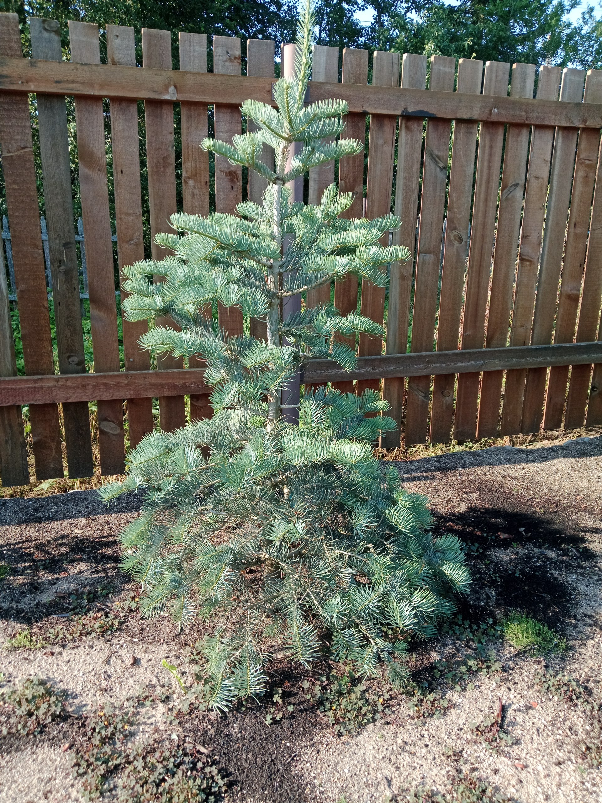 Abies concolor 'Violacea'