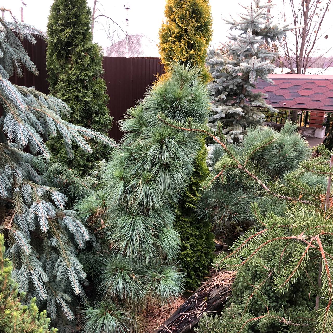 Pinus х schwerinii 'Wiethorst'