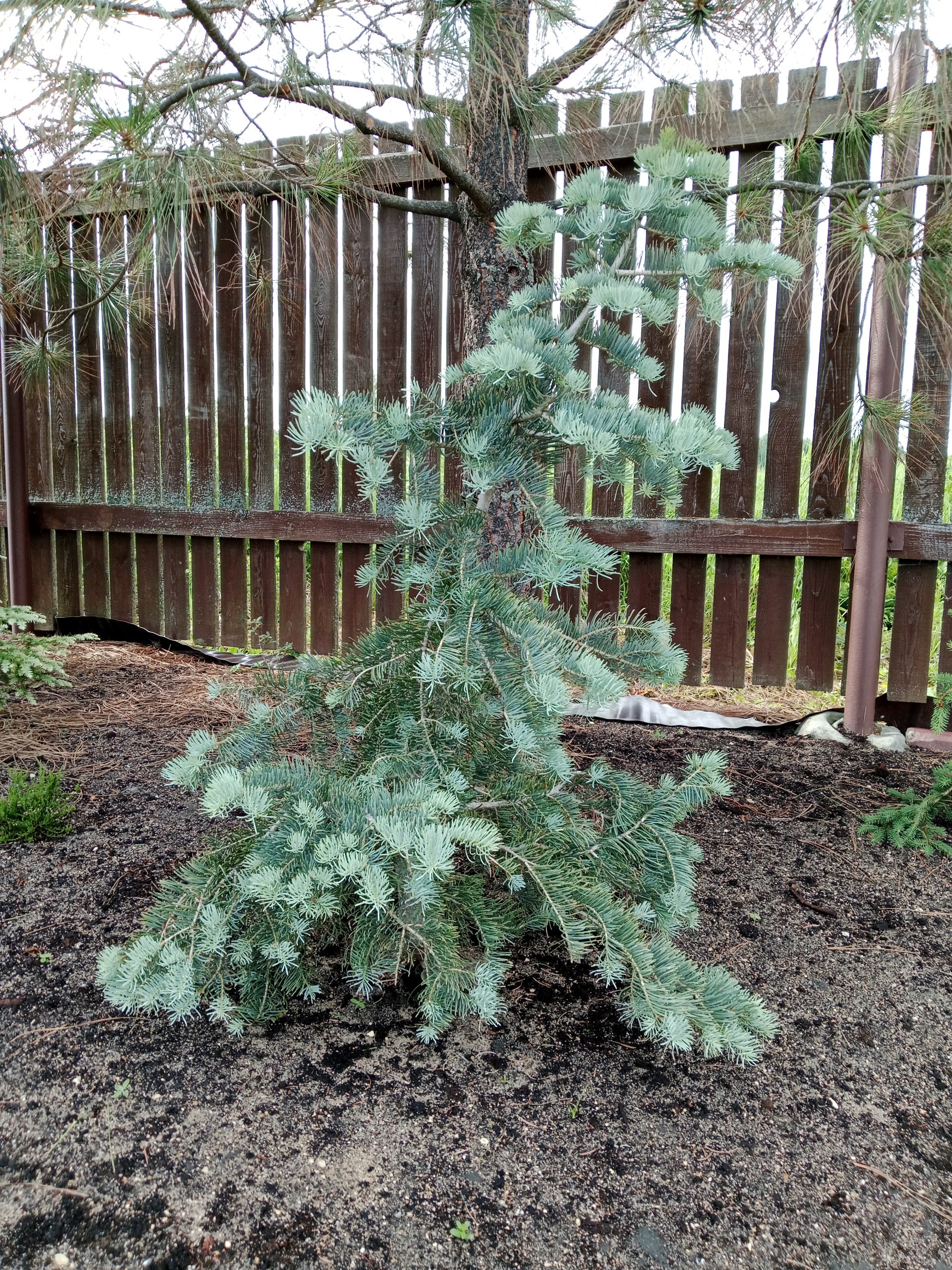 Abies concolor 'Wattezii Prostrate'