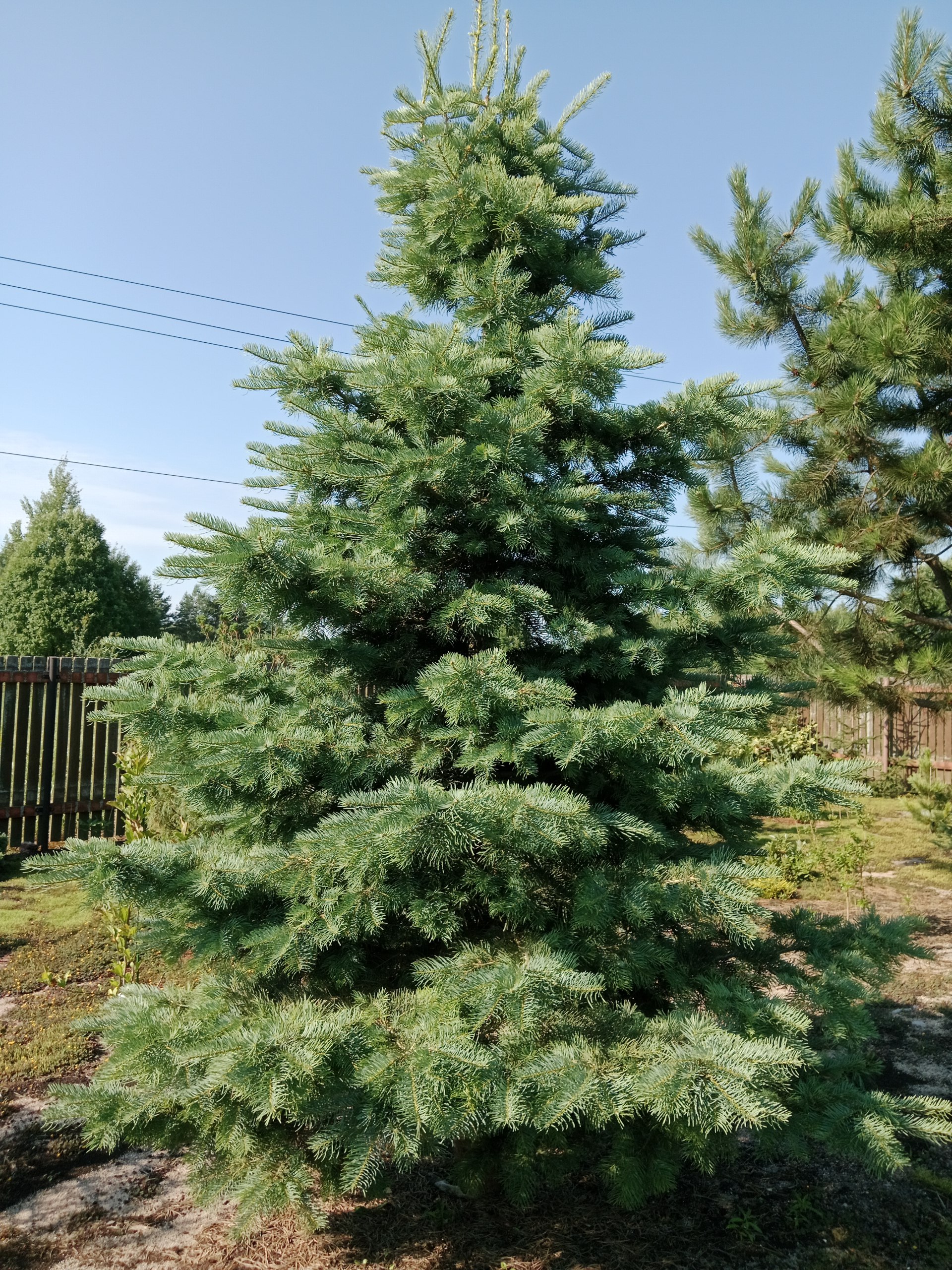 Abies concolor