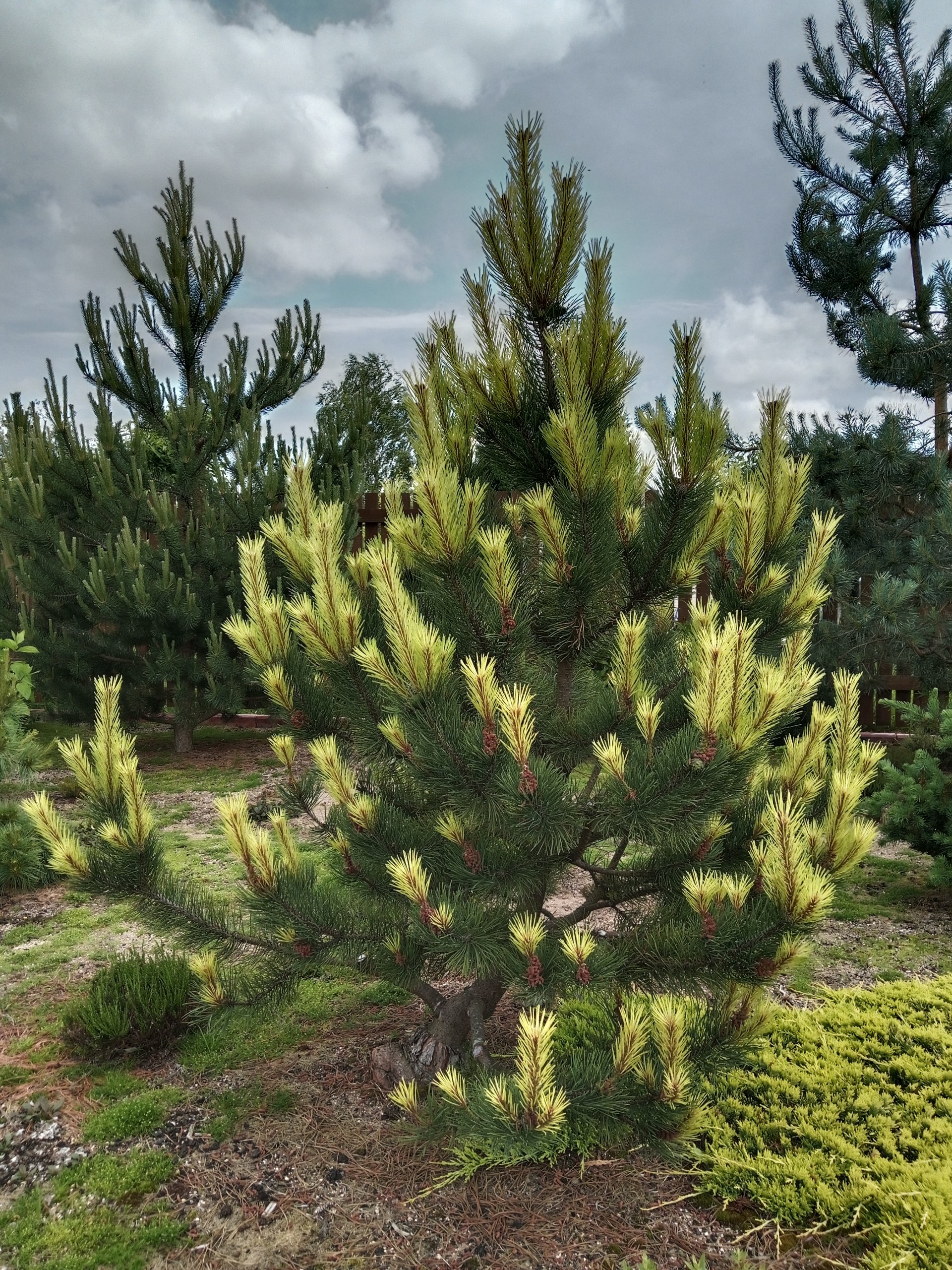 Pinus mugo 'Fruhlingsgold'