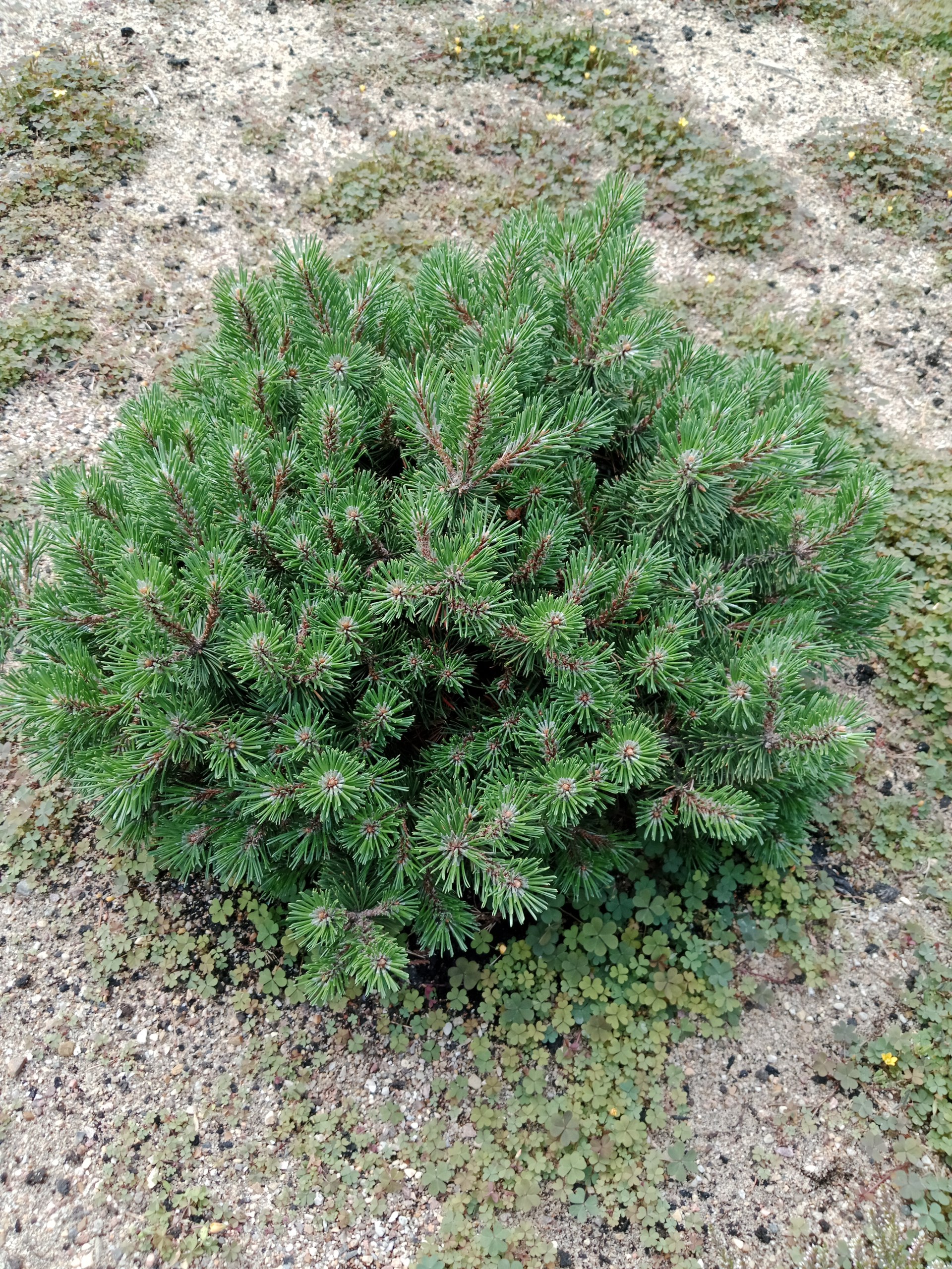 Pinus mugo 'Humpy'